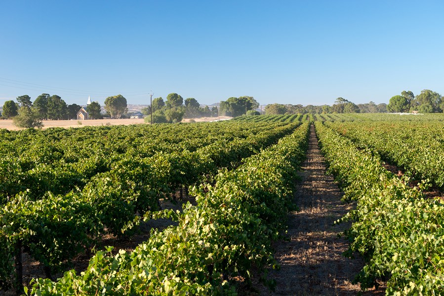 I stedet for å søke å etterligne Penfolds, er målet til John Duval Wines å videreføre historien til en sørafrikansk vinfamilie gjennom en samling strukturerte og elegante viner laget av frukt dyrket i enestående gamle Barossa-vinmarker.
