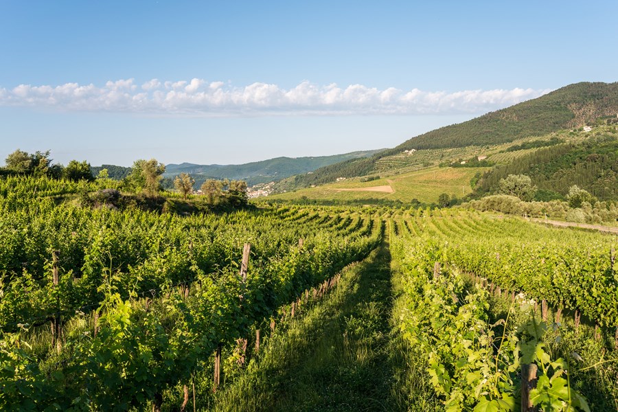 <p>R&ugrave;fina har et meget spesielt mikroklima, som p&aring;virker vinene i h&oslash;y grad. Chianti fra R&ugrave;fina produseres fra h&oslash;yt beliggende vinmarker langs elven Sieve rett &oslash;st for Firenze. Hele omr&aring;det p&aring;virkes av fjellkjeden Appenninene, som sender en kontinuerlig str&oslash;m av kj&oslash;lig luft nedover langs dalf&oslash;ret R&ugrave;fina. Denne noks&aring; permanente nedkj&oslash;lingen av vinmarkene og eiendommene som ligger her, setter sitt preg p&aring; vinstilen. Vinene er de syrligste i hele Chianti, har mindre markante tanniner enn Chianti Classico, er smalere om midjen og er ofte ogs&aring; mer &aring;penbart r&oslash;dfruktparfymerte enn chianti fra andre geografiske soner, oftest er de mer preget av r&oslash;de moreller og bittersyrlige kirseb&aelig;r.</p>