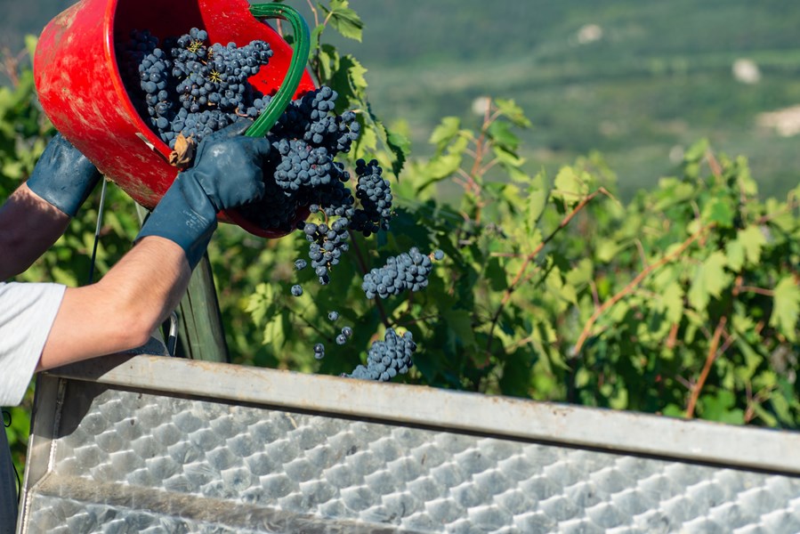 <p>R&ugrave;fina har et meget spesielt mikroklima, som p&aring;virker vinene i h&oslash;y grad. Chianti fra R&ugrave;fina produseres fra h&oslash;yt beliggende vinmarker langs elven Sieve rett &oslash;st for Firenze. Hele omr&aring;det p&aring;virkes av fjellkjeden Appenninene, som sender en kontinuerlig str&oslash;m av kj&oslash;lig luft nedover langs dalf&oslash;ret R&ugrave;fina. Denne noks&aring; permanente nedkj&oslash;lingen av vinmarkene og eiendommene som ligger her, setter sitt preg p&aring; vinstilen. Vinene er de syrligste i hele Chianti, har mindre markante tanniner enn Chianti Classico, er smalere om midjen og er ofte ogs&aring; mer &aring;penbart r&oslash;dfruktparfymerte enn chianti fra andre geografiske soner, oftest er de mer preget av r&oslash;de moreller og bittersyrlige kirseb&aelig;r.</p>