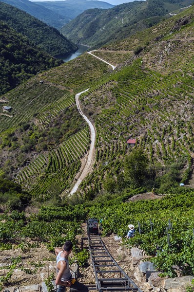 <p>Siden romertiden har det v&aelig;rt dyrket vindruer i Ribeira Sacras djevelsk bratte og guddommelig vakre vinmarker. Vindyrking her er ikke for sarte sjeler og krever mentaliteten til en &oslash;yboer: oppfinnsomhet, besluttsomhet, selvstendighet og samtidig samarbeidsvilje, ukuelig optimisme og et sterkt &oslash;nske om &aring; videref&oslash;re tradisjoner. Alle disse egenskapene besitter Pedro Rodr&iacute;guez P&eacute;rez.</p>
<p>Pedro stammer fra en lang rekke vindyrkere i Amandi-sonen, Ribeira Sacras mest anerkjente undersone. S&oslash;rvendte vinmarker hovedsakelig best&aring;ende av skifer, kalt <em>losa</em> lokalt, stuper ned mot elven Sil.</p>
<p>Foreldrene til Pedro, Manolo og Carmen er fortsatt delaktige i vinmarksarbeidet. De holder i tillegg kyllinger, kaniner og griser og dyrker gr&oslash;nnsaker p&aring; g&aring;rden. Gu&iacute;maro betyr oppr&oslash;rer eller rebell i Gallego, og var kallenavnet til Pedros bestefar. Selve Adegas Gu&iacute;maro, ving&aring;rden, ble grunnlagt i 1991.</p>
<p>F&oslash;r det produserte Pedros familie litt vin eget forbruk og til lokalt bruk. &Oslash;nologen og etterhvert familievennen Luis Buitr&oacute;n, var en p&aring;driver for opprettelsen av D.O. Ribeira Sacra og han hjalp Rodr&iacute;guez-familien med &aring; tappe vinene sine. Gu&iacute;maro var en av de f&oslash;rste produsentene som ble med i appellasjonen i 1996.</p>