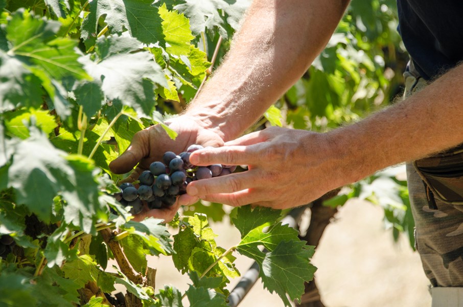 <p>VALPOLICELLA CLASSICO</p>
<p>Eiendommens valpolicella produseres av druer innh&oslash;stet ca to uker etter at druene beregnet p&aring; amaroneproduksjonen har kommet i hus. Gj&aelig;ringen finner sted p&aring; temperaturkontrollerte st&aring;ltanker ved 25-28 grader. Vinen gis seks m&aring;neders lagring p&aring; st&aring;ltank f&oslash;r flasketapping. Det gir en klassisk valpolicella med preg av syrlige kirseb&aelig;r og fruktkjerner p&aring; duft. I munnen er den rik og saftig med en lett syrlig og bitters&oslash;t finish. Druemiksen er 80 % corvina og corvinone og 20 % rondinella, mollinara, oseleta.</p>
<p>&nbsp;</p>
<p>CASAL VEGRI</p>
<p>Enkeltvinmarksvinen Casal Vegri, perfekt plassert p&aring; toppen av en &oslash;stvendt &aring;sside, er basert p&aring; h&aring;ndplukkede druer som avstilkes og gj&aelig;res i temperaturkontrollerte rustfrie st&aring;ltanker med 15-20 dagers maserasjon. Siden lagres vinen halvparten i klassiske "botte" og halvparten i franske barriques, som tidligere har v&aelig;rt benyttet i amaroneproduksjonen. Casal Vegri er en klassisk valpolicella laget av godt modne druer h&oslash;stet rett f&oslash;r amaronedruene. Vinen kombinerer god frukts&oslash;dme rik og syrlig munnf&oslash;lelse. Erfaringsmessig trenger den gjerne noe tid for &aring; &aring;pne. Druemiksen er den samme som for Valpolicella Classico.</p>
<p>&nbsp;</p>
<p>AMARONE DELLA VALPOLICELLA</p>
<p>Druematerialet til eiendommens Amarone delle Valpolicella kommer som for Casal Vegri fra gunstig beliggende &aring;ssidevinmarker. Vinen er basert p&aring; h&aring;ndplukkede druer t&oslash;rket p&aring; t&oslash;rkeloft. Druene avstilkes og gj&aelig;res i temperaturkontrollerte rustfrie st&aring;ltanker p&aring; en temperatur som starter 7 grader og avsluttes ved 20-22 grader. Siden lagres vinen i klassiske botte (3000 liter) i ca 36 mnd f&oslash;r flasketapping. Resultatet blir en elegant og transparent amarone med flott frukt i retning kirseb&aelig;r, kirseb&aelig;rkjerne, mandel og t&oslash;rket frukt. Eiendommens amarone er en rik og saftig vin med mye struktur og matchende syre, lett bitter avslutning og usedvanlig god lengde. Ca? la Biondas amarone er regelmessig en t&oslash;rr vintype, noe som gj&oslash;r den godt egnet som matvin. Druemiksen er 80% corvina, 10 % corvinone og 10% rondinella.</p>
<p>&nbsp;</p>
<p>VALPOLICELLA CLASSICO SUPERIORE RIPASSO</p>
<p>Husets ripasso, Malavoglia, har en litt kuri&oslash;s historie og navn. Alessandro Castellani fra Ca la Bionda sa alltid at han aldri noensinne skulle lage en ripassovin, da han mener at dette ikke er tradisjonelle viner for Valpolicella. Mange kunder &oslash;nsket allikevel en slik vin, og da han til slutt ga etter for presset kalte han vinen Malavoglia, "mot min vilje" og laget en ripasso med s&aelig;regen flott friskhet og eleganse. Malavoglia er en klassisk ripasso-laget vin, og ikke en vanlig valpolicella som er blandet med amarone slik mange gj&oslash;r i dag. Vinen best&aring;r av 80% Corvina, 10% Rondinella, 5% Oseleta og 5% Molinara.</p>