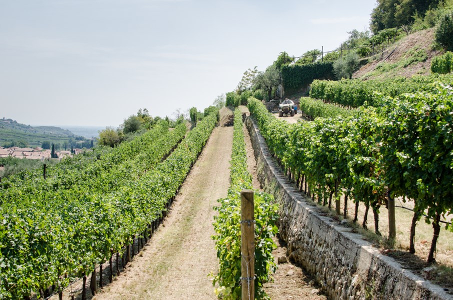 <p>VALPOLICELLA CLASSICO</p>
<p>Eiendommens valpolicella produseres av druer innh&oslash;stet ca to uker etter at druene beregnet p&aring; amaroneproduksjonen har kommet i hus. Gj&aelig;ringen finner sted p&aring; temperaturkontrollerte st&aring;ltanker ved 25-28 grader. Vinen gis seks m&aring;neders lagring p&aring; st&aring;ltank f&oslash;r flasketapping. Det gir en klassisk valpolicella med preg av syrlige kirseb&aelig;r og fruktkjerner p&aring; duft. I munnen er den rik og saftig med en lett syrlig og bitters&oslash;t finish. Druemiksen er 80 % corvina og corvinone og 20 % rondinella, mollinara, oseleta.</p>
<p>&nbsp;</p>
<p>CASAL VEGRI</p>
<p>Enkeltvinmarksvinen Casal Vegri, perfekt plassert p&aring; toppen av en &oslash;stvendt &aring;sside, er basert p&aring; h&aring;ndplukkede druer som avstilkes og gj&aelig;res i temperaturkontrollerte rustfrie st&aring;ltanker med 15-20 dagers maserasjon. Siden lagres vinen halvparten i klassiske "botte" og halvparten i franske barriques, som tidligere har v&aelig;rt benyttet i amaroneproduksjonen. Casal Vegri er en klassisk valpolicella laget av godt modne druer h&oslash;stet rett f&oslash;r amaronedruene. Vinen kombinerer god frukts&oslash;dme rik og syrlig munnf&oslash;lelse. Erfaringsmessig trenger den gjerne noe tid for &aring; &aring;pne. Druemiksen er den samme som for Valpolicella Classico.</p>
<p>&nbsp;</p>
<p>AMARONE DELLA VALPOLICELLA</p>
<p>Druematerialet til eiendommens Amarone delle Valpolicella kommer som for Casal Vegri fra gunstig beliggende &aring;ssidevinmarker. Vinen er basert p&aring; h&aring;ndplukkede druer t&oslash;rket p&aring; t&oslash;rkeloft. Druene avstilkes og gj&aelig;res i temperaturkontrollerte rustfrie st&aring;ltanker p&aring; en temperatur som starter 7 grader og avsluttes ved 20-22 grader. Siden lagres vinen i klassiske botte (3000 liter) i ca 36 mnd f&oslash;r flasketapping. Resultatet blir en elegant og transparent amarone med flott frukt i retning kirseb&aelig;r, kirseb&aelig;rkjerne, mandel og t&oslash;rket frukt. Eiendommens amarone er en rik og saftig vin med mye struktur og matchende syre, lett bitter avslutning og usedvanlig god lengde. Ca? la Biondas amarone er regelmessig en t&oslash;rr vintype, noe som gj&oslash;r den godt egnet som matvin. Druemiksen er 80% corvina, 10 % corvinone og 10% rondinella.</p>
<p>&nbsp;</p>
<p>VALPOLICELLA CLASSICO SUPERIORE RIPASSO</p>
<p>Husets ripasso, Malavoglia, har en litt kuri&oslash;s historie og navn. Alessandro Castellani fra Ca la Bionda sa alltid at han aldri noensinne skulle lage en ripassovin, da han mener at dette ikke er tradisjonelle viner for Valpolicella. Mange kunder &oslash;nsket allikevel en slik vin, og da han til slutt ga etter for presset kalte han vinen Malavoglia, "mot min vilje" og laget en ripasso med s&aelig;regen flott friskhet og eleganse. Malavoglia er en klassisk ripasso-laget vin, og ikke en vanlig valpolicella som er blandet med amarone slik mange gj&oslash;r i dag. Vinen best&aring;r av 80% Corvina, 10% Rondinella, 5% Oseleta og 5% Molinara.</p>