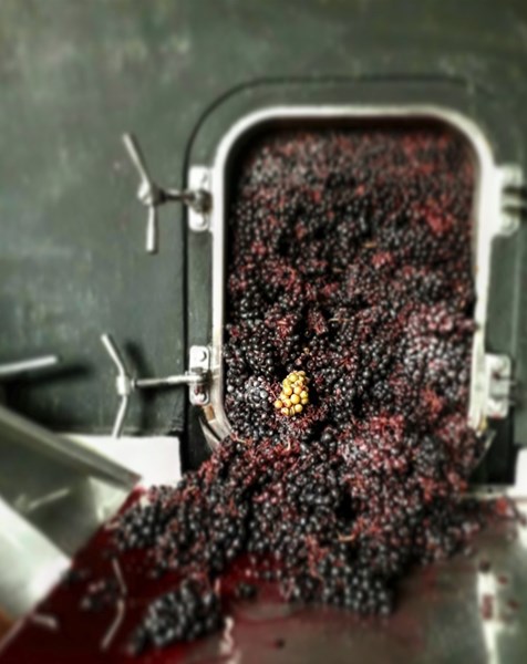 Kun de beste druene blir plukket, utelukkende for hånd. Anne-Sophie foretrekker å bruke sementtanker og større nøytrale eikefat fremfor ny eik, noe som fremhever gamay-druens delikate karakter og gir vinene god balanse, flott frukt og finesse. Halvparten av vinene modnes med bunnfallet på fat (3-7 år gamle franske eikefat), og det gjøres ingen filtrering før vinen tappes på flaske.