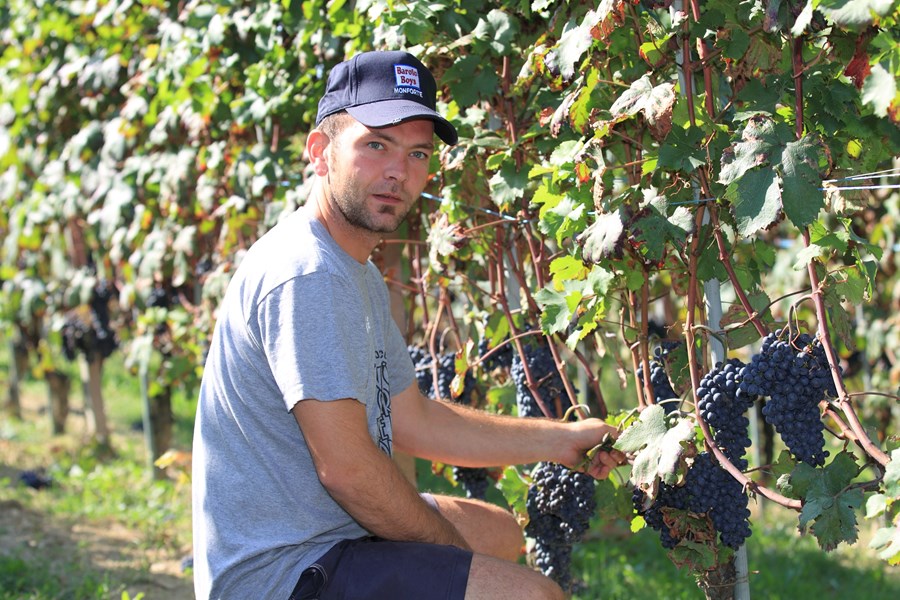 <p>Kommunen Monforte betraktes av entusiaster som hjertet i DOCG Barolo. Den vanligste begrunnelsen for dette synet er kommunens vinstil, som er den kraftigste og mest substansrike i hele Barolosonen. En skikkelig Monfortebarolo skal sette solide spor i det sensoriske apparatet. Monfortevinene er gjerne m&oslash;rke og kraftige og oppleves sjelden som utpreget prim&aelig;rfruktige, selv om det finnes unntak, for eksempel Aldo Conternos Barolo Cicala fra h&oslash;yt beliggende vinmarker i kommunen. P&aring; tegnebrettet er barolo fra Monforte ofte preget av t&oslash;rkede frukter med varierende grad av friskt preg, tj&aelig;re, r&oslash;kpreg, lakris og ogs&aring; fuktig undervegetasjon. Munnf&oslash;lelsen er betydelig og tanninstrukturen markerer seg ofte som et grovt snarere enn fint sandpapir gjennom munnhulen og smakskurven. Det samme gjelder for barbera og dolcetto, de er ogs&aring; gjennomg&aring;ende preget av kraft og intensitet i Monforte.</p>