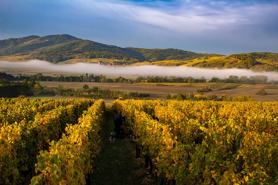 <p>Ostertag var ikke overraskende sv&aelig;rt tidlig ute med biodynamiske produksjonsmetoder (1998), for domainets viner inneb&aelig;rer det nulltoleranse i forhold til bruk av kjemiske plantevernmidler / insektmidler og ogs&aring; kunstgj&oslash;dsel. Kun lokal gj&aelig;rsopp fra de enkelte vinmarkene benyttes i produksjonen, noe som bidrar til &aring; tydeliggj&oslash;re og forsterke de individuelle forskjellene p&aring; vinene. Ostertag er opptatt av at gj&aelig;rsoppen er et viktig element i definisjonen av terroir.</p>
<p>Etter at Ostertag startet opp med biodynamisk produksjon, har vinstilen endret seg noe til fordel for en rikere vinstil med h&oslash;yere andel restsukker enn tidligere. I de siste par &aring;rene kan det ser ut til at stilen igjen er i ferd med &aring; endre seg noe til fordel for en noe syrligere og slankere vintype. Dette har ytterligere blitt forsterket med s&oslash;nnen Arthur kom p&aring; banen fra 2010 og fremover, det er i dag en nerve og intensitet i vinene som han forklarer at starter allerede i vinmarkene. De etterstreber i dag en preservasjon av syre i druene.</p>