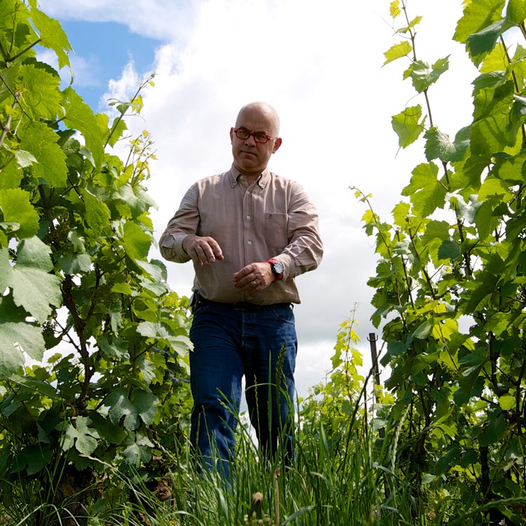 Eric-Rodez-vigne.jpg