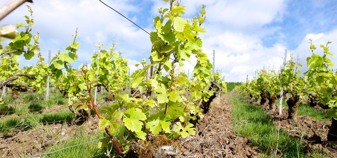 <p>Ambonnay er f&oslash;rst og fremst en seri&oslash;s adresse for gode r&oslash;de druer, som er regnet for &aring; v&aelig;re blant de aller beste og mest ekspressive av grand cru'ene i Montagne de Reims. Landsbyen omfatter 383 hektar med vinmark, og er med det den nest st&oslash;rste grand cru'en i Montagne de Reims etter Verzenay. De beste vinmarkene rundt byen har en syd&oslash;stlig til ren &oslash;stlig eksponering, i motsetning til nabolandsbyen Bouzy, der vinmarkene er rett sydvendte. Vinmarkene i Ambonnay ligger nordvest for byen, og det beste druematerialet kommer fra vinmarker med en h&oslash;yde p&aring; 120-200 meter over havet. Disse vinmarkene ligger p&aring; en tykk kalksteinbase med et forholdsvis tynt lag toppjord best&aring;ende av nedbrutt kalkstein og leire. Dette gir en kraftig, dypt s&oslash;dmefull og fruktig vinstil med innslag av modne r&oslash;de epler, bringeb&aelig;r, aprikos, jordb&aelig;r og kalkmineraler, det hele pakket inn i en kremet, nesten fet tekstur og balansert mot elegant syrlighet og nerve.</p>