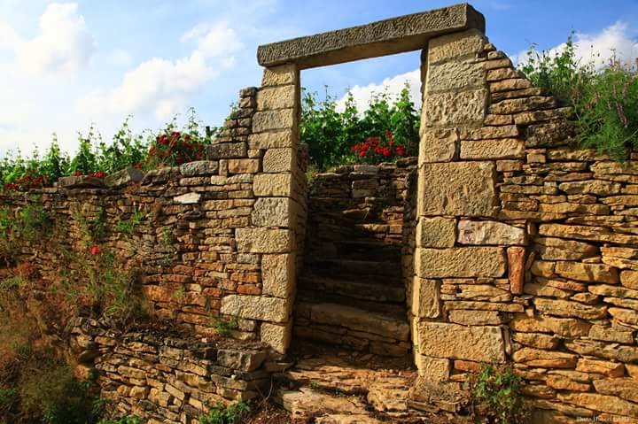 <p>Lamy-familen har aner tilbake til 1640-tallet i landsbyen Saint-Aubin. I dag er det Olivier Lamy som driver domainet, noe han har gjort siden han tok over etter faren Hubert p&aring; begynnelsen av 1990-tallet. Olivier Lamy har i denne perioden hevet standarden p&aring; eiendommens viner betraktelig og anses i Burgund som en av sin generasjons beste vinmakere. Vinene er et resultat av intens lidenskap og dedikasjon, og ikke minst en sum av en s&aelig;rdeles lang rekke med detaljer. Ingenting er overlatt til tilfeldighetene, og nysgjerrigheten og viljen til &aring; stadig utforske nye ideer ser ikke ut til &aring; ta slutt. Vinstilen er definert av presisjon, klarhet og finesse, med lys og nyansert frukt, intens struktur og solid lagringsevne.</p>