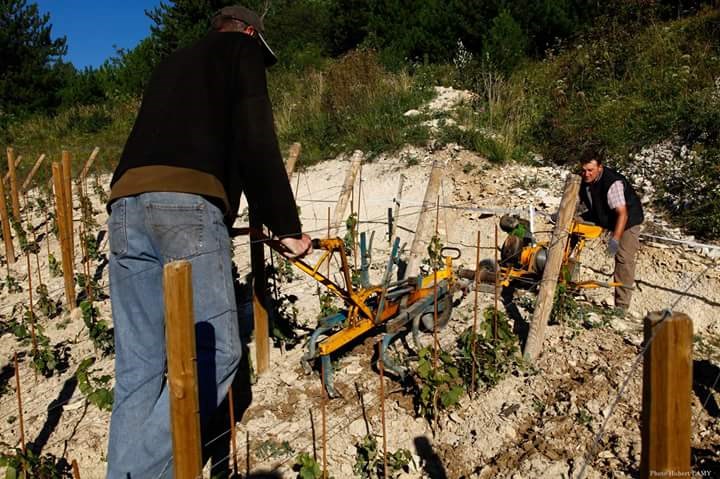 <p>Vinmarkene i Saint-Aubin ligger samlet &oslash;st og vest for tettstedet Gamay og noe h&oslash;yere opp i dalf&oslash;ret rundt landsbyen Saint-Aubin. Det mange mener er kommunens beste vinmarker f&oslash;lger i den &oslash;stlige forlengelsen av Mont Rachet, h&oslash;ydedraget som bygger seg opp rett over og bak de ber&oslash;mte grand cru-vinmarkene Le Montrachet og Chevalier-Montrachet. Her finner vi blant andre vinmarkene Les Murgers des Dents de Chien, En Remilly og La Chateni&egrave;re, som har syd til sydvestlig eksponering. Jordsmonnet i dette omr&aring;det utgj&oslash;res av en mergelbase over store mengder nedbrutt kalkstein og en brun miks av leire og kalkstein. Forbi Gamay og rundt selve landsbyen Saint-Aubin finner man syd&oslash;stvendte marker som Les Frionnes og Derri&egrave;re Chez Edouard.</p>
<p>Eiendommen driver et utrettelig og sv&aelig;rt arbeidskrevende vinmarksarbeid, men uten sertifisering. Olivier er ikke redd for &aring; eksperimentere og jobber kontinuerlig med &aring; perfeksjonere sine systemer. Han virker &aring; ha en enormt presis og intuitiv forst&aring;else for det som foreg&aring;r blant vinstokkene. Siden 2013 har mange av vinmarkene blitt kultivert med teknikken <em>tr&eacute;ssage</em>, som inneb&aelig;rer at de apikale skuddene ikke beskj&aelig;res, men istedenfor bues ned og blir bundet som en slags flette. Dette f&oslash;rer til mindre klaser med mer konsentrasjon, og klasene blir i tillegg l&oslash;sere, som gj&oslash;r modningen jevnere.</p>
<p>Eiendommen er nok mest kjent for sine Haute Densit&eacute;-viner, som kommer fra vinmarker med eksepsjonelt tett beplantning. I en global sammenheng er 10,000 planter per hektar, som er standarden i Burgund, ansett som h&oslash;y plantetetthet, men i en vinmark som Saint-Aubin 1er Cru Derri&egrave;re Chez Edouard tar Olivier dette helt til 30,000 planter per hektar. Inspirasjonen til dette kom fra hans far, som p&aring; 1990-tallet plantet et par parseller med 14,000 planter per hektar. I tillegg til &aring; etablere nye parseller med h&oslash;y tetthet har han ogs&aring; plantet nye stokker mellom allerede eksisterende planter i vinmarker som Criots-B&acirc;tard-Montrachet Grand Cru og Puligny-Montrachet &laquo;Les Tr&eacute;mblots&raquo;. Det virker kanskje ulogisk &aring; &oslash;ke plantetettheten i en tid preget av t&oslash;rrere og varmere &aring;rganger, som p&aring; papiret egentlig burde favorisere lavere plantetetthet. H&oslash;yere tetthet er ogs&aring; sv&aelig;rt arbeidskrevende &aring; kultivere. Gevinsten kommer av at den h&oslash;ye tettheten f&oslash;rer til &oslash;kt konkurranse mellom plantene, som tvinger r&oslash;ttene dypt ned i grunnen og resulterer i f&aring; og sm&aring; klaser og totalt sett en reduksjon i st&oslash;rrelsen p&aring; avlingen. I en vinmark med 30,000 planter per hektar jobber man dermed omtrent tre ganger s&aring; mye som normalt og ender opp med mindre volumer. De sm&aring; druene har mer skall i forhold til fruktkj&oslash;tt, og dette ser ut til &aring; gi en &oslash;kt intensitet av alle aspektene med vinen; mer friskhet og intensitet, samtidig som det er mer fylde og struktur.</p>