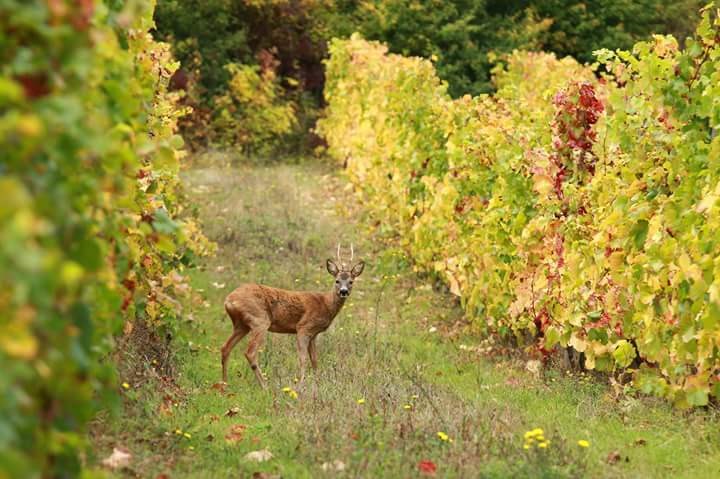 <p>Vinmarkene i Saint-Aubin ligger samlet &oslash;st og vest for tettstedet Gamay og noe h&oslash;yere opp i dalf&oslash;ret rundt landsbyen Saint-Aubin. Det mange mener er kommunens beste vinmarker f&oslash;lger i den &oslash;stlige forlengelsen av Mont Rachet, h&oslash;ydedraget som bygger seg opp rett over og bak de ber&oslash;mte grand cru-vinmarkene Le Montrachet og Chevalier-Montrachet. Her finner vi blant andre vinmarkene Les Murgers des Dents de Chien, En Remilly og La Chateni&egrave;re, som har syd til sydvestlig eksponering. Jordsmonnet i dette omr&aring;det utgj&oslash;res av en mergelbase over store mengder nedbrutt kalkstein og en brun miks av leire og kalkstein. Forbi Gamay og rundt selve landsbyen Saint-Aubin finner man syd&oslash;stvendte marker som Les Frionnes og Derri&egrave;re Chez Edouard.</p>
<p>Eiendommen driver et utrettelig og sv&aelig;rt arbeidskrevende vinmarksarbeid, men uten sertifisering. Olivier er ikke redd for &aring; eksperimentere og jobber kontinuerlig med &aring; perfeksjonere sine systemer. Han virker &aring; ha en enormt presis og intuitiv forst&aring;else for det som foreg&aring;r blant vinstokkene. Siden 2013 har mange av vinmarkene blitt kultivert med teknikken <em>tr&eacute;ssage</em>, som inneb&aelig;rer at de apikale skuddene ikke beskj&aelig;res, men istedenfor bues ned og blir bundet som en slags flette. Dette f&oslash;rer til mindre klaser med mer konsentrasjon, og klasene blir i tillegg l&oslash;sere, som gj&oslash;r modningen jevnere.</p>
<p>Eiendommen er nok mest kjent for sine Haute Densit&eacute;-viner, som kommer fra vinmarker med eksepsjonelt tett beplantning. I en global sammenheng er 10,000 planter per hektar, som er standarden i Burgund, ansett som h&oslash;y plantetetthet, men i en vinmark som Saint-Aubin 1er Cru Derri&egrave;re Chez Edouard tar Olivier dette helt til 30,000 planter per hektar. Inspirasjonen til dette kom fra hans far, som p&aring; 1990-tallet plantet et par parseller med 14,000 planter per hektar. I tillegg til &aring; etablere nye parseller med h&oslash;y tetthet har han ogs&aring; plantet nye stokker mellom allerede eksisterende planter i vinmarker som Criots-B&acirc;tard-Montrachet Grand Cru og Puligny-Montrachet &laquo;Les Tr&eacute;mblots&raquo;. Det virker kanskje ulogisk &aring; &oslash;ke plantetettheten i en tid preget av t&oslash;rrere og varmere &aring;rganger, som p&aring; papiret egentlig burde favorisere lavere plantetetthet. H&oslash;yere tetthet er ogs&aring; sv&aelig;rt arbeidskrevende &aring; kultivere. Gevinsten kommer av at den h&oslash;ye tettheten f&oslash;rer til &oslash;kt konkurranse mellom plantene, som tvinger r&oslash;ttene dypt ned i grunnen og resulterer i f&aring; og sm&aring; klaser og totalt sett en reduksjon i st&oslash;rrelsen p&aring; avlingen. I en vinmark med 30,000 planter per hektar jobber man dermed omtrent tre ganger s&aring; mye som normalt og ender opp med mindre volumer. De sm&aring; druene har mer skall i forhold til fruktkj&oslash;tt, og dette ser ut til &aring; gi en &oslash;kt intensitet av alle aspektene med vinen; mer friskhet og intensitet, samtidig som det er mer fylde og struktur.</p>