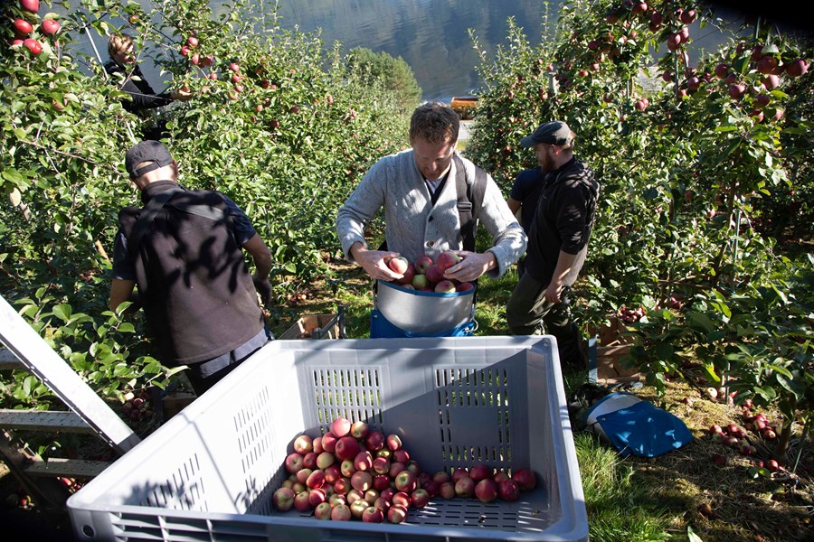 <p>Egenproduksjon av r&aring;varer har blitt et viktig prinsipp i utviklingen av produktene. Dette gjelder b&aring;de for &aring; sikre tilgang til de riktige tradisjonelle eplene og for &aring; produsere frukt med mer sjeldne egenskaper. Eksempler p&aring; dette er bitters&oslash;te, bittersure eller sure epler som kan gi ekstra syre, s&oslash;dme eller struktur til produktene. Det er ogs&aring; viktig &aring; kunne optimalisere arbeidet i feltet og tidspunktet for h&oslash;sting for &aring; sikre kvaliteten og s&aelig;regenheten til en sider. Gjennom tilgang til st&oslash;rre arealer, planting av utvalgte eplesorter og fokus p&aring; arbeidet ute i feltet oppn&aring;r man dette.</p>
<p>Produksjonen startet med eplemost rundt 2010, og frem til 2015 var produksjonen relativt begrenset. Etter at produksjonen av sider begynte i 2015, &oslash;kte volumet raskt. I 2017 startet produksjonen av s&oslash;te dessertprodukter, med is-sider som det f&oslash;rste produktet. Dette har siden vokst til &aring; bli et ettertraktet produkt. Samtidig med oppstarten av is-sider, begynte produksjonen av Fylgje desserteple og dessertplomme (inspirert av den franske drikken "Pommeau")&nbsp;&aring; lagres p&aring; fat. Disse tilbrakte noen &aring;r p&aring; fat f&oslash;r de ble klare og lansert i 2023. De f&oslash;rste fruktdestillatene ble produsert i 2018, med m&aring;l om &aring; bevare og utnytte eplemask (ala grappa), moreller og plommer som ellers ville blitt kastet. Volumet har &oslash;kt og det er per i dag tre destillerier i drift. Portef&oslash;ljen har vokst, men prinsippene er de samme: ingen maserering og ingen sukker i noen av produktene. Det er kun fullmoden frukt som fermenteres og destilleres to ganger. Disse produktene trenger ogs&aring; tid og lagres p&aring; sm&aring; st&aring;lbeholdere, glassballonger eller fat i xx antall &aring;r f&oslash;r de er klare.</p>