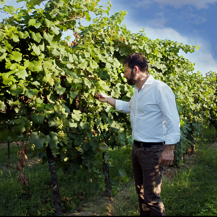 Francesco in the vineyards.png