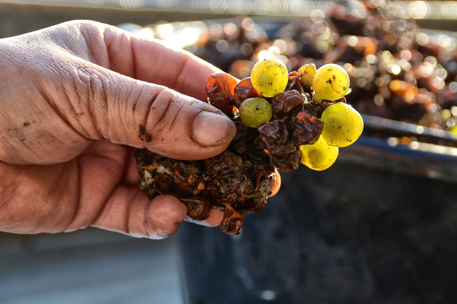 Hos Fritz Haag søker man å holde en så enkel og naturlig vinifikasjon som mulig. Druene håndhøstes og fraktes over elven i små kasser. Etter pressing og sedimentering går mosten videre til termoregulerte ståltanker, hvor fermentering foregår med med naturlige ville gjærstammer. Etter avsluttet gjæring forblir vinen igjen på ståltanker for modning, kun en liten andel av vinen modnes på gamle eikeliggere. Vanligvis ønsker man ikke å la vinen gå inn i malolaktisk gjæring. Total produksjon på eiendommen er 125000 flasker vin, avhengig av årgangen.