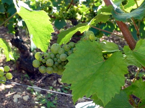 <p>Domainet produserer vin fra 21 hektar vinmark fra parseller med beliggenhet i landsbyene Meursault, Puligny-Montrachet, Auxey-Duresses og Monthelie. Domainets historie kan f&oslash;res tilbake til 1909, og det var Thierrys bestefar Joseph Matrot som startet opp virksomheten.</p>