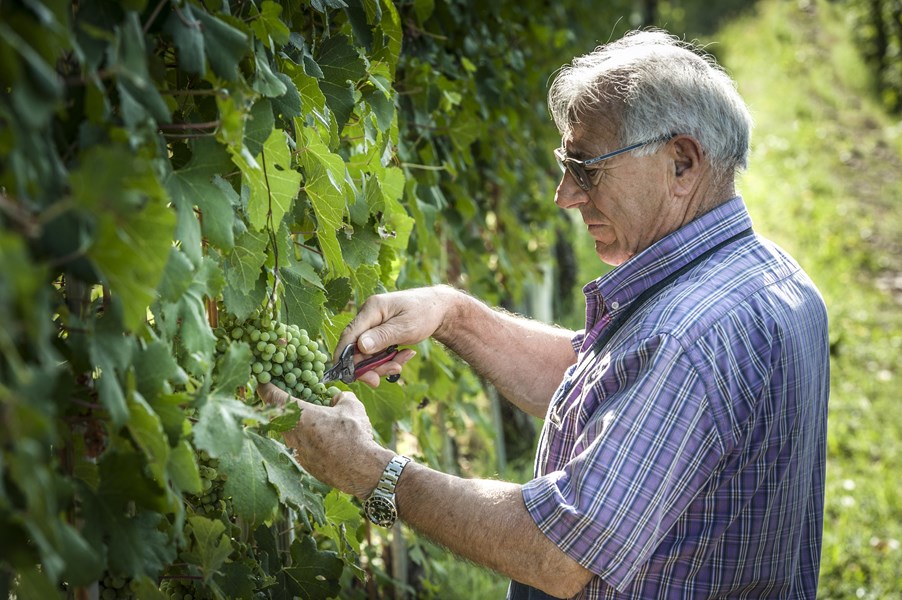 <p>Fra og med midten p&aring; 1980-tallet har Sandrone v&aelig;rt blant de mest respekterte produsentene i Barolo. Det er ikke spesielt vanskelig &aring; skj&oslash;nne hvorfor denne stilen av barolo appellerer til markedet. Hele den nebbiolobaserte portef&oslash;ljen her i huset fremst&aring;r som delikate og elegante med s&oslash;dmefullt r&oslash;dfruktpreg og balanserende syrlighet og forholdsvis bl&oslash;t og moden tanninstruktur. Det bemerkelsesverdige ved Sandrones nebbiolobaserte viner er at de fruktige og delikate samtidig som de har de kvalitetene og egenskapene som gj&oslash;r at de identifiseres som tradisjonelle baroloer. P&aring; flaske utvikler de seg ogs&aring; i &oslash;kende grad retning av en tradisjonell stil, men de beholder sin fruktige stil og delikate struktur, noe gj&oslash;r vinene sv&aelig;rt tiltalende.</p>