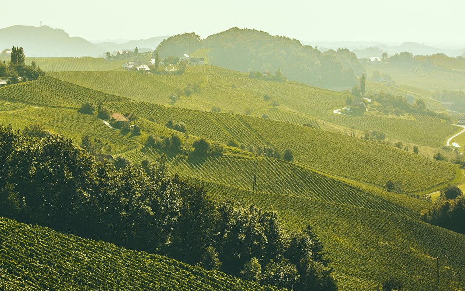 Südsteiermark kan i mange tilfeller gi litt rike og store sauvignon blanc-viner, men Johannes klarer å temme de stupbratte, kalkholdige vinmarkene rundt Ehrenhausen og Nussberg, slik at de gir optimale terroiruttrykk til vinene.
Oppskriften er like enkel som den er krevende: Johannes er “alltid” i vinmarkene. Det krever en enorm mengde arbeidstimer (600 timer per hektar i året!) og han er alltid på jakt etter å optimalisere vitikulturen i de stupbratte helningene, som ikke tillater noe annet enn manuell arbeidskraft. 

Det skiftende været som er preget av mye nedbør kombinert med null bruk av kunstige sprøytemidler, verken mot sopp, insekter eller råte, gjør at Johannes og teamet hans må være hands-on på hver eneste vinplante.

«Det store bildet er overordnet individet – vi jobber ikke for oss selv, men for hele regionen og for våre barn,» sier Johannes. 

Allerede som 21-åring i 2011 tok Johannes over gården, som han i dag driver sammen med kona Martina. Ved å henge i pappa Alois’ buksebein i vinmarkene gjennom hele barndommen, gikk han en enestående skole. Da Johannes var liten var drømmen å bli astronaut – helt til han innså at det innebar en viss avstand til vinmarkene han var så glad i. I stedet reiste han verden rundt for å lære seg alt han kunne om vitikultur og vinifikasjon, for så å bringe kunnskap og nye impulser med seg hjem til familievingården.

Terroirfokuset som med god hjelp fra STK nå er det rådende i Südsteiermark er svært viktig for både regionens renommé og for arven Johannes og hans kollegaer etterlater seg. Johannes har ikke noe ønske om å kaste seg på neste flyktige trend, men jobber i stedet iherdig for å stadig forbedre vitikulturen og gjøre den enda mer bærekraftig med tanke på generasjonene som kommer etter ham.