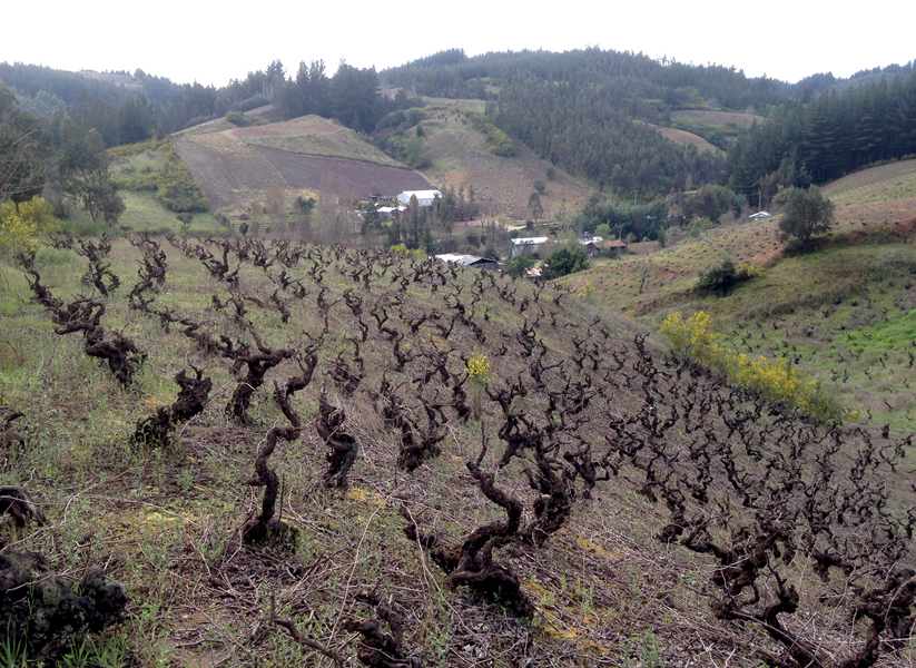 <p>Itata er en liten, avsidesliggende vinregion i Bio Bio-omr&aring;det i det s&oslash;rlige Chile og den eldste i S&oslash;r-Amerika. Det var her spanjolene f&oslash;rst dyrket druer da de ankom kontinentet. Omr&aring;det har mye historie, terroir og lidenskap, men er ogs&aring; isolert og fattig med f&aring; veier, ulendt terreng, mye nedb&oslash;r og mye skog.</p>
<p>Nettopp isolasjonen fra omverden er n&oslash;kkelen til det unike og rene terroirpreget. Isolasjonen har skapt et sterkt lokalt engasjement der familier eier sine egne sm&aring; parseller og dyrker til lokalt bruk. De har v&aelig;rt totalt frakoblet all industriell utvikling, ingen Bordeaux-druer har f&aring;tt fotfeste her, ingen industriell h&oslash;yavlingsproduksjon eller kunstig vanning, ingen kunstige spr&oslash;ytemidler har blitt brukt.</p>
<p>Geologien her er fra paleozoikum, jordas oldtid, med 220-300 millioner &aring;r gammel skifer- og granittjord. Skiferjordsmonnet er forbeholdt furuskog og eukalyptustr&aelig;r fra Pinochet-tiden, mens vinstokkene st&aring;r dypt plantet i granittjord. Pedro foretrekker de sandholdige kvartsgranittvinmarkene der r&oslash;ttene stikker dypere og dreneringen er bedre enn i leirjord. De uttrykker terroiret bedre, mener han.</p>
<p>Klimaet er p&aring;virket av kysten og havet med kj&oslash;lig og overskyet v&aelig;r og med nok nedb&oslash;r til at vanning er overfl&oslash;dig. De to druetypene som dominerer i Itata er cinsault (45 til 70 &aring;r gamle vinstokker) og pa&iacute;s (60 til 120 &aring;r gamle vinstokker).</p>