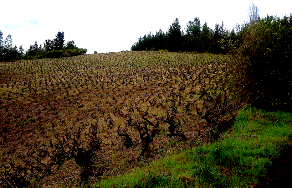 <p>Pedro Parra har en doktorgrad i terroir som han tok ved Institut National Agronomique Paris-Grignon i 2001. Ved siden av sitt eget familieprosjekt i Itata er han en h&oslash;yt respektert konsulent som jobber i flere land og regioner (Chile, Argentina, USA, Italia, Canada, Frankrike, Armenia). Pedro blir av internasjonal presse beskrevet som den ledende skikkelsen i &laquo;Det Nye Chile&raquo;-bevegelsen. Han er stadig p&aring; jakt etter nye kvalitetsterroir og vinmarker med stort potensial.&nbsp;</p>
<p>Den store dr&oslash;mmen for Pedro har v&aelig;rt &aring; etablere et prosjekt hvor familien sammen kunne lage rene, delikate terroirviner fra granittjord som de selv liker &aring; drikke. Og stedet han valgte er der r&oslash;ttene hans st&aring;r dypest cirka en time fra Chiles tredje st&oslash;rste by og Pedros f&oslash;deby Concepci&oacute;n.</p>
<p>I Itata har han sitt eget vineri der han leier vinmark i tillegg til &aring; dyrke sine egne cinsault- og pa&iacute;s-druer fra gamle, krokete vinstokker. Der finner du landsbyer som Guarilihue, Cauquenes, Ranquil og San Rosendo som ingen i dag kjenner til, men som Pedro i fremtiden mener vil v&aelig;re referanseadresser for toppkvalitets cinsault i freemtiden.</p>
<p>Dette er steder med lang vinhistorie uten p&aring;virkning fra omverden. Her vokser gamle, sunne vinstokker med kloner tilpasset klimaet over &aring;rhundrer. Stedene har noen fellestrekk med europeiske vinregioner Pedro er spesielt glad i, som f.eks. Galicia, Barolo og Morgon, som for ikke mange &aring;r siden var relativt ukjente for de fleste.</p>
<p>I tillegg til &aring; lage god vin selv, &oslash;nsker Pedro &aring; hjelpe alle de modige og dyktige druedyrkerne i Itata som i &aring;rhundrer &aring;r har kjempet imot industrielle skogselskaper, politikere og de store akt&oslash;rene i vinindustrien som vil betale for kvantitet og ikke kvalitet. Han pr&oslash;ver ogs&aring; &aring; p&aring;virke sistnevnte til &aring; forst&aring; verdien av adresse i vin, s&aring; de kan investere og skape verdi i de grisgrendte chilenske regionene som Itata.</p>