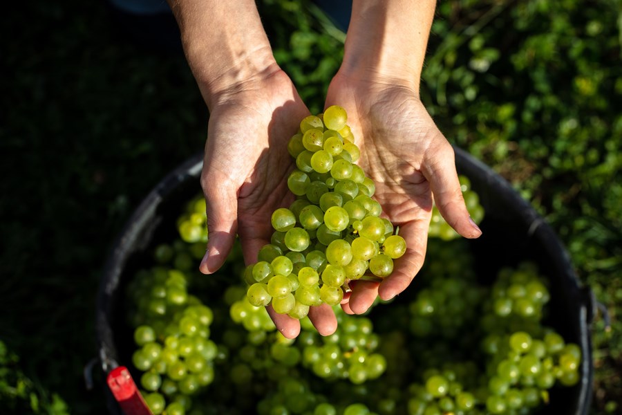 <p>Eiendommen til Laborde best&aring;r av 5 hektar med vinmarker fordelt p&aring; 20 parseller, hovedsakelig i Nogent l&rsquo;Abbesse, men ogs&aring; med 2 parseller i kommunen Berru. Plantene har en gjennomsnittsalder p&aring; 35 &aring;r og de eldste er over 50 &aring;r gamle. Ved nyplantinger benyttes <em>selection massale</em>. Vinmarkene er sertifisert <em>Viticulture durable en Champagne</em> og <em>Haute valeur environnementale.</em> Det anvendes dermed ingen kjemiske spr&oslash;ytemidler og isteden benyttes forskjellige &oslash;kologiske preparater. Det er plantet busker og blomster og plassert bikuber mellom vinmarkene, og det eksperimentes ogs&aring; med <em>cover crops</em> og <em>mulching.</em></p>
<p>&Aring;rsaken til at Mont de Berru er s&aring; ukjent som det er, skyldes at nesten alle dyrkerne i omr&aring;det er tilknyttet det lokale kooperativet eller selger druene til de store husene, og det har v&aelig;rt sv&aelig;rt sjeldent &aring; finne terroirspesifikke viner herfra. Mont de Berru regnes som en del av Montagne de Reims og deler samme type jordsmonn som b&aring;de Montagne de Reims og C&ocirc;te des Blancs, det vil si kalk og en kombinasjon av kalkstein og leire, og som ofte er tilfelle i Champagne er det mer leire mot toppen av skr&aring;ningene enn nederst mot flaten. Vinmarkene er anlagt i slake skr&aring;ninger vendt mot s&oslash;r og s&oslash;r&oslash;st og er for det meste plantet med chardonnay, samt sm&aring; andeler pinot noir. Laborde sammenligner vinene fra Mont de Berru med Tr&eacute;pail og Villers-Marmery, de to chardonnay-dominerte kommunene i den &oslash;stlige svingen av Grande Montagne de Reims. Vinene fra Mont de Berru er typisk delikate og mineralske, anf&oslash;rt av en lys chardonnay-fruktighet.</p>