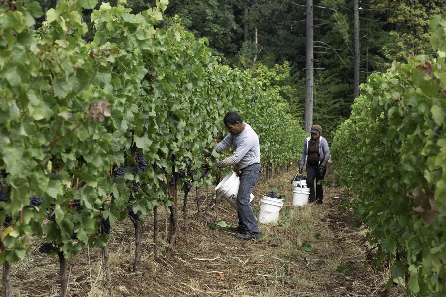 <p>Den imponerende trioen bak Lingua Franca vervet Lafon's protesj&eacute; Thomas Savre til rollen som vinmaker. Thomas tok med seg sin erfaring fra flere burgundiske storheter og tiden sin hos Lingua Franca&rsquo;s nabo Evening Lands hvor han kunne l&aelig;re av Dominique inn i prosjektet.</p>
<p>Tiln&aelig;rmingen til vinmakingen er ikke mindre n&oslash;ye enn omsorgen for vinplantene. Druene sorteres f&oslash;rst i vinmarken f&oslash;r en annengangssortering gj&oslash;res for h&aring;nd i vineriet. Det legges stor vekt p&aring; at druene holdes perfekte og kun hele druer brukes i vinmakingen. Avhengig av &aring;rgang kan det brukes en andel hele klaser Pinot Noir for &aring; &oslash;ke kompleksiteten i vinen.</p>
<p>Pig&eacute;age utf&oslash;res til fots her, en praksis som ikke sees s&aring; ofte hos andre vinprodusenter n&aring; til dags. Thomas er overbevist om at denne mer intuitive tiln&aelig;rmingen gir et bedre resultat enn det mekaniserte alternativet.</p>
<p>Vinene fra Lingua France er klassiske Oregon viner som alltid er elegante og fulle av ren, frisk frukt kombinert med kryddetoner og jordsmonn som gir dem en sann gjengivelse av stedet de er dyrket.</p>