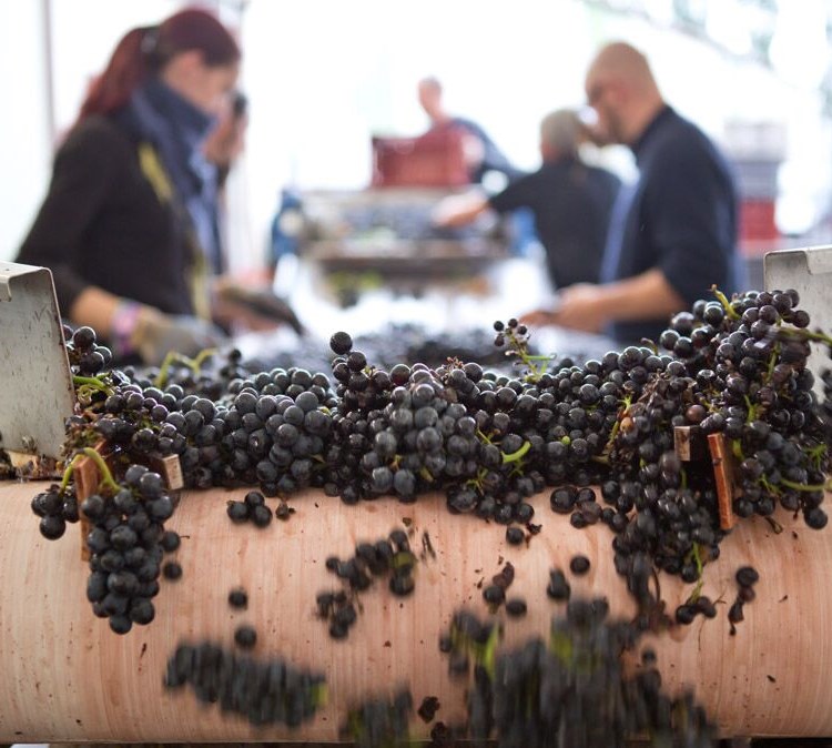 Harvest - Credit Cave des Hautes Côtes.jpg