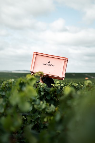 <p>Billecart-Salmon kj&oslash;per druer fra 26 ulike landsbyer. De kj&oslash;per 40-50 prosent mer druer enn de trenger til sin egen produksjon. Etter en grundig seleksjon videreselger firmaet basevin, som anses som sv&aelig;rt ettertraktet p&aring; grunn av den h&oslash;ye kvaliteten. Huset eier ogs&aring; noe vinmark selv, blant annet til prestisjecuv&eacute;en Clos Saint Hilaire, som kommer fra en 1 hektars parsell rett bak produksjonslokalene i Mareuil-sur-A&yuml;. Totalt sett kommer 40 prosent av druene fra C&ocirc;te de Blancs, 30 prosent fra Montagne de Reims og 30 prosent fra Vall&eacute;e de la Marne. Dagens produksjon er p&aring; rundt 2 millioner flasker, noe som gj&oslash;r Billecart-Salmon til et mellomstort champagnehus.</p>