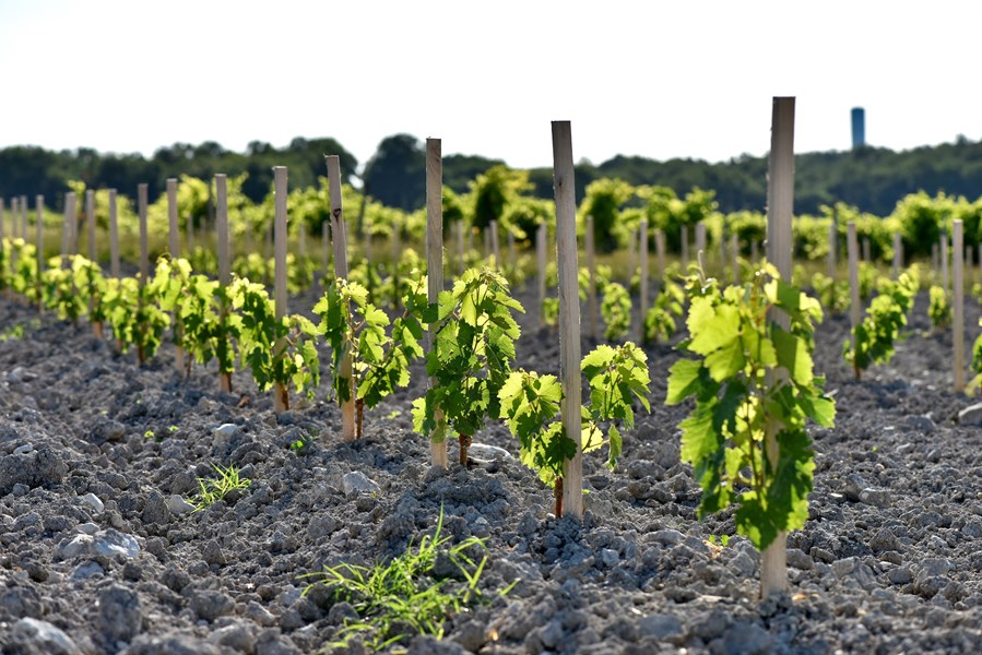 Kalkholdig jordsmonn i Cognac Grande Champagne