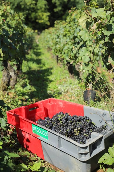 <p>Plantene er i gjennomsnitt 50 &aring;r gamle og kultiveres med en &oslash;kologisk filosofi.</p>
<p>P&aring; et tidspunkt muterte noen av Henri sine pinot noir-planter fra r&oslash;de til hvite druer, og ble til det som kalles pinot gouges, som er varianten som er plantet i premier cru-marken La Perri&egrave;re.</p>