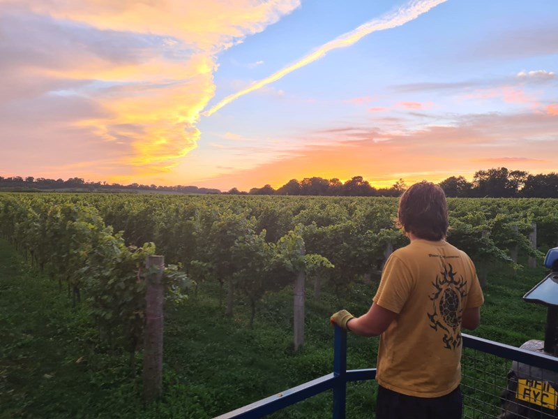 <p>I dag kultiveres 34 hektar med vinmarker p&aring; belemnite-kalk, en pur og por&oslash;s type kalk som man ogs&aring; finner i Champagne. Dorset, som ligger mot den sydvestlige delen av England, har en lenger vekstsesong enn Kent og Sussex i s&oslash;r&oslash;st, og dermed f&aring;r druene mer tid til &aring; utvikle sin aromatiske profil, samtidig som h&oslash;ye syreniv&aring;er er ivaretatt.</p>
<p>Det er plantet hekker og tr&aelig;r i vinmarkene, som gir ly for vind og er habitat for en rekke nytteorganismer. Langham jobber aktivt med &aring; &oslash;ke luftgjennomstr&oslash;mningen mellom vinplantene og fremme bruken av naturlige former for sykdoms- og skadedyrbekjempelse. Alle druene plukkes for h&aring;nd og selekteres n&oslash;ye, og kun druer av topp kvalitet blir tatt med til vineriet.</p>