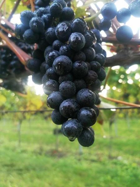 <p>Vinkjelleren ligger enn s&aring; lenge i en sjarmerende gammel l&aring;ve bare noen meter fra vinmarkene, og druene som blir s&aring; godt ivaretatt gjennom hele vekstsesongen kan dermed plukkes og vinifiseres umiddelbart uten noen transportetapper som kan forringe kvaliteten p&aring; druene. Et nytt vineri er riktignok under konstruksjon. Langham bruker b&aring;de temperaturkontrollerte rustfrie st&aring;ltanker, betongtanker, og brukte franske eikefat fra Champagne og Bergerac. St&aring;ltankene er slanke og h&oslash;ye for &aring; fasilitere for best mulig sedimentering av bunnfallet. Alle basevinene gjennomg&aring;r den malolaktiske gj&aelig;ringen. Ingen av vinene klares eller filtreres. Flaskene lagres p&aring; bunnfallet i minimum 14 m&aring;neder og ligger p&aring; 4-5-5 bar trykk, noe som gir en vin&oslash;s og delikat stil.</p>