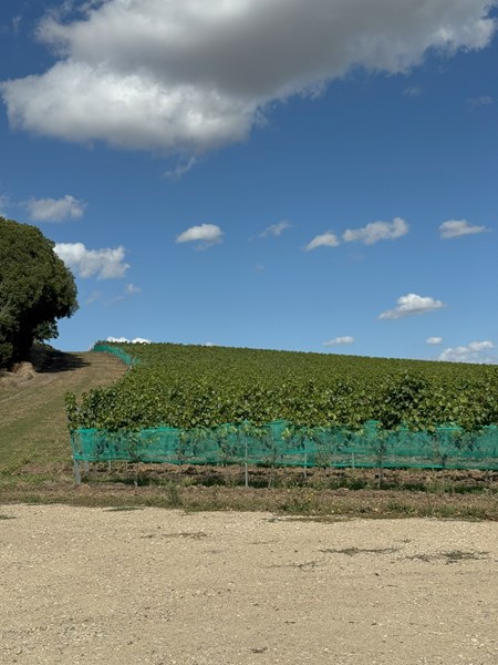 De første vinstokkene ble plantet i 2014, og en viktig del av jobben var å identifisere pinot noir- og chardonnay-kloner som kunne utnytte det unike mesoklimaet i Essex, som ligger på 51 grader nord, på en best mulig måte. Vinmarkene hvor Danburys vinstokker ble plantet hadde tidligere blitt ansett av lokale bønder som for tørre og magre, og dermed uegnet for kornproduksjon, som er vanlig i denne regionen. Men i stedet for bare å bruke markene til trening av galopphester, valgte Bunker-familien altså å plante sine første vinmarker her. Etter bare noen få årganger produserte vinstokkene druer med høy kvalitet og topp modning!