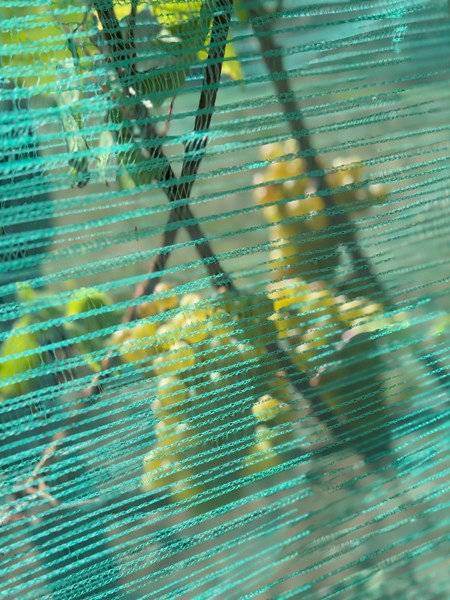 De første vinstokkene ble plantet i 2014, og en viktig del av jobben var å identifisere pinot noir- og chardonnay-kloner som kunne utnytte det unike mesoklimaet i Essex, som ligger på 51 grader nord, på en best mulig måte. Vinmarkene hvor Danburys vinstokker ble plantet hadde tidligere blitt ansett av lokale bønder som for tørre og magre, og dermed uegnet for kornproduksjon, som er vanlig i denne regionen. Men i stedet for bare å bruke markene til trening av galopphester, valgte Bunker-familien altså å plante sine første vinmarker her. Etter bare noen få årganger produserte vinstokkene druer med høy kvalitet og topp modning!