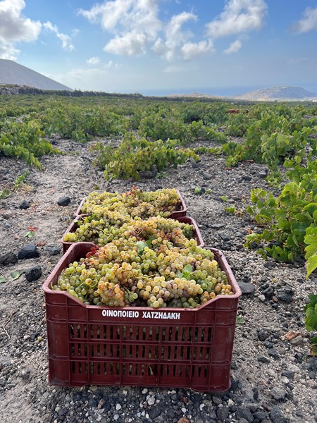 Toppjorden består av sand og vulkansk aske, samt pimpstein og magmatisk lava. Vinstokkene er upodede og svært gamle. Med den tradisjonelle oppbindingsmetoden koulara klarer vinplantene å samle tilstrekkelig fuktighet, noe som eliminerer behovet for vanning.