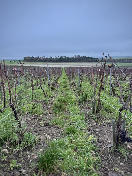 <p>Barrat-Masson sine vinmarker ligger jevnt fordelt mellom landsbyene Bethon og Villenauxe-la-Grande. Dette er den sydvestlige enden av C&ocirc;te de S&eacute;zanne, som i seg selv er en slags sydvestlig forlengelse av C&ocirc;te des Blancs. Omr&aring;det var historisk viktig, men etter at vinlusen phylloxera herjet p&aring; starten av 1900-tallet, forble de fleste vinmarker ute av produksjon fram til 60- og 70-tallet. Jordsmonnet er ogs&aring; her kalkholdig, med varierende innslag av leire, men klimaet er noe varmere enn i de mer kjente landsbyene lenger nord. Vinene fra Bethon er typisk hakket mer mineralske enn i Villenauxe-la-Grande, som skyldes at det er mindre leire i Bethon. I tillegg har Bethon innslag av flint, som gir viner med ekstra nerve og salinitet, men det er ogs&aring; noe varmere og mindre vind enn i Villenauxe-la-Grande, s&aring; druene modnes litt raskere. chardonnay utgj&oslash;r 90 prosent av Barrat-Masson sine vinmarker, og resten best&aring;r av pinot noir, for uten om en ny samplantet parsell, som i fremtiden vil produsere en ny cuv&eacute;e med syv av de tillatte druesortene i Champagne; arbanne, chardonnay, meunier, petit meslier, pinot blanc, pinot gris og pinot noir.</p>