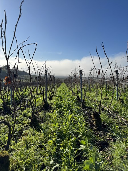 <p>Eiendommen best&aring;r i dag av 4,6 hektar fordelt p&aring; 17 parseller, hovedsakelig i grand cru-kommunen Bouzy, men ogs&aring; med andeler i grand cru-ene Ambonnay og Louvois, samt premier cru-en Tauxi&egrave;res. Forel&oslash;pig beholdes bare rundt 20 prosent av druene til egen produksjon mens resten selges til n&eacute;gocianter. Plantene har en gjennomsnittsalder p&aring; rundt 40 &aring;r og kultiveres med &oslash;kologiske og biodynamiske virkemidler. Det er plantet dekkvekster mellom radene og det pl&oslash;yes mellom radene. For Georges er det viktig &aring; jobbe med modne druer og han er derfor blant de siste dyrkerne i omr&aring;det til &aring; h&oslash;ste druene. Da inneholder de kanskje noe lavere syrlighet, men desto mer konsentrasjon, dybde og salinitet. N&aring;r vinen kan lages uten <em>dosage</em>, f&oslash;ler Georges at han har valgt korrekt innh&oslash;stningstidspunkt.</p>
<p>&nbsp;</p>
