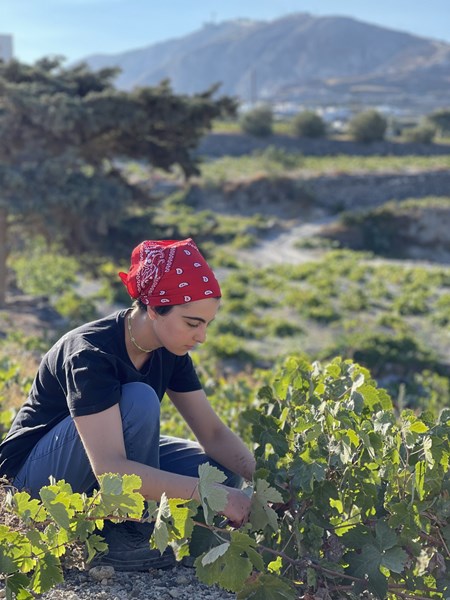 Toppjorden består av sand og vulkansk aske, samt pimpstein og magmatisk lava. Vinstokkene er upodede og svært gamle. Med den tradisjonelle oppbindingsmetoden koulara klarer vinplantene å samle tilstrekkelig fuktighet, noe som eliminerer behovet for vanning.