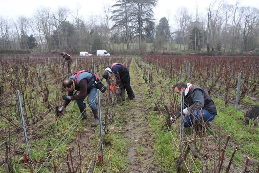 <p>Chartogne-Taillet er i dag eneste&nbsp;<em>r&eacute;coltant-manipulant</em>&nbsp;i Merfy, det vil si en som produserer champagne av druer fra egne vinmarker. Alexandre jobbet en periode sammen med Anselme Selosse i 2006, som har v&aelig;rt en stor inspirasjon for hans vitikultur. Det vesentlige er &aring; f&aring; bevart og uttrykt de distinkte karakterene fra landsbyens terroir, og totalt produsert det seks enkeltvinmarksviner fra Merfy. Siden jordsmonnet i kommunen best&aring;r av sand, l&oslash;ss, sandstein og leire over kalk, er det viktig at r&oslash;ttene g&aring;r dypt ned i jorden for &aring; ekstrahere mineralitet. Halvparten av parsellene pl&oslash;yes med hest og resten kultiveres med en lett traktor. Det benyttes ingen ugressmidler eller syntetisk gj&oslash;dsel, og det dyrkes <em>cover crops</em> i flere av parsellene for &aring; gi &oslash;kt biodiversitet. I tillegg til vinmarkene i Merfy og Saint-Thierry i den nordlige delen av Champagne, har han siden 2015 laget vin fra 1 hektar fordelt p&aring; 13 parseller i Avize.&nbsp;</p>