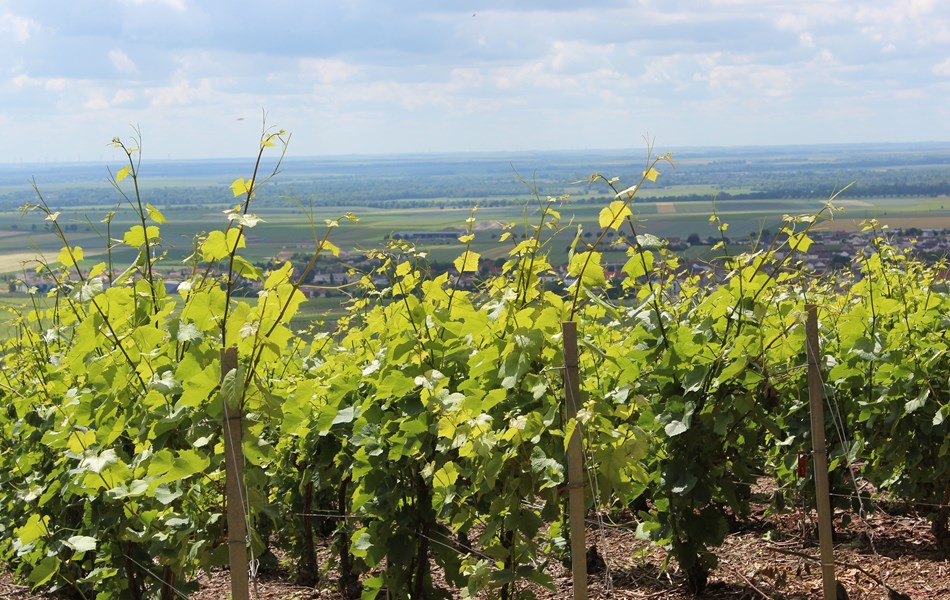 <p>Beno&icirc;t Lahaye eier beskjedne 5 hektar vinmark. 3 hektar ligger i Bouzy, med andeler i parseller som "Le Jardin de la Grosse Pierre", "Les Juliennes", "Les Monts de Tauxi&egrave;res" og "Haut des Argenti&egrave;res". De resterende vinmarkene ligger i Ambonnay og Tauxi&egrave;res, som p&aring; hver sin side av Bouzy typisk gir viner med noe mer friskhet sammenlignet med den solrike karakteren man finner i Bouzy, men dette avhenger ogs&aring; litt av jordsmonn og spesielt mengden leire i de ulike parsellene. I tillegg eier Lahaye en liten andel i vinmarken "Le Mont Ferr&eacute;" i C&ocirc;te des Blancs-kommunen Voipreux, som benyttes til deres Blanc de Blancs.</p>