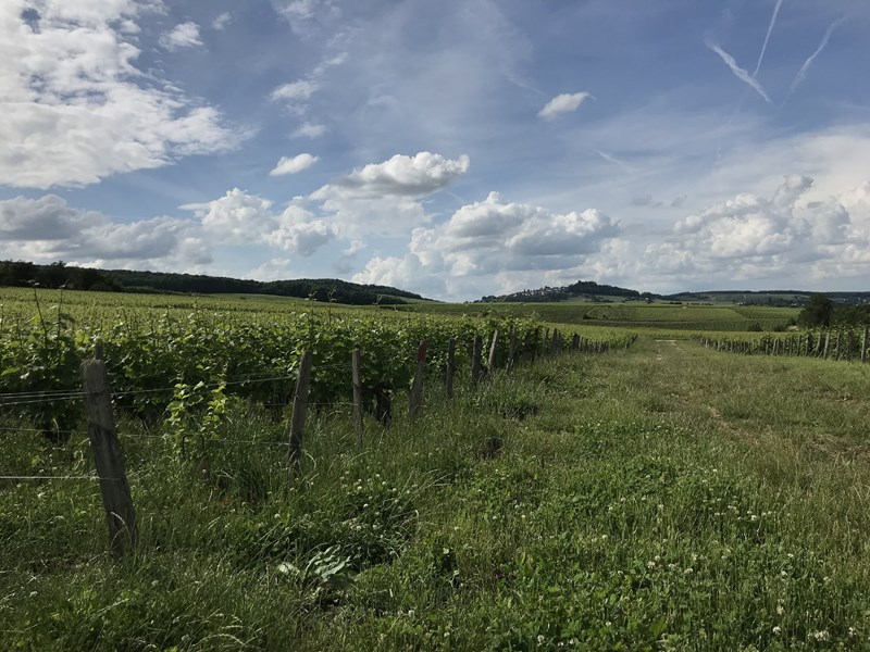 <p>Druene til hvitvin og ros&eacute; blir varsomt presset i en pneumatisk presse etter sortering. Gj&aelig;ringen skjer i l&oslash;pet av tre uker i temperaturkontrollerte st&aring;ltanker ved temperaturer mellom 16 og 20 grader. Etter gj&aelig;ring f&aring;r vinen ligge p&aring; bunnfallet i flere m&aring;neder, f&oslash;r den blir klarnet, filtrert og tappet p&aring; flaske p&aring;f&oslash;lgende v&aring;r.</p>
<p>Familien Laloue ut&oslash;ver sitt virke med en respekt for milj&oslash;et druene dyrkes i. Druene fra hver enkelt vinmark vinifiseres for seg. Dette fremhever terroiret og gir vinene et omr&aring;detypisk uttrykk.</p>