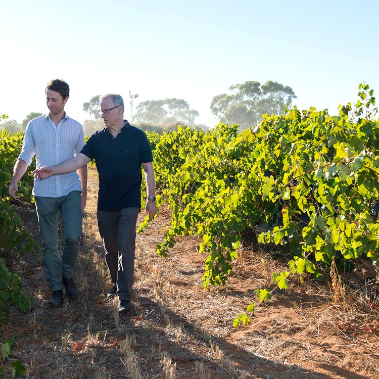 JD TD Vineyard 1 michael haines.jpg