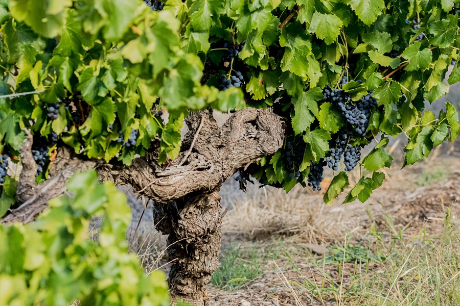 John Duval ble utdannet fra Adelaide University's Roseworthy College i 1973, og sikret seg en ettertraktet stilling som vinmaker hos Penfolds for vinhøsten i 1974. I løpet av de neste 12 årene ble John veiledet av Grange-skaperen Max Schubert og Penfolds Chief Winemaker Don Ditter, før han selv overtok stillingen som Chief Winemaker i 1986. Ved å gjøre det ble John kun den tredje Chief Winemaker som var ansvarlig for å produsere Australias største røde vin - Penfolds Grange.
Etter 29 år hos Penfolds følte John behovet for å begi seg ut på et personlig vinprosjekt. En ny utfordring som ville tillate ham å være involvert fra vingård til glass, og gi en mulighet til å bygge noe for familien sin. John Duval Wines startet i 2003. I 2016 ble Tim Duval, Johns sønn, med i vinmakerteamet og førte gården inn i dens andre generasjon.
