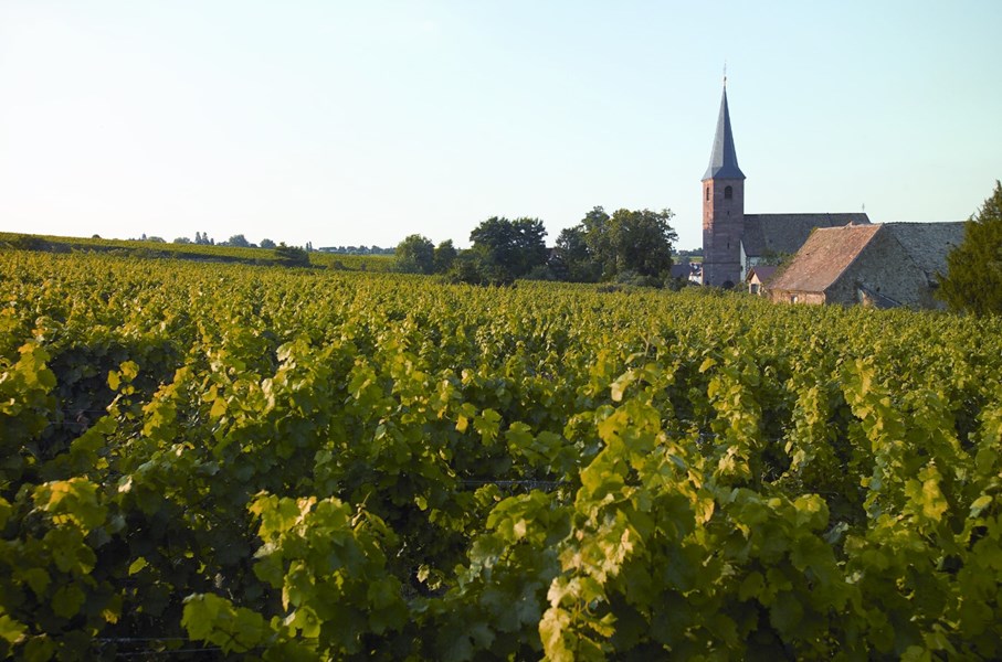 <p>Dr. B&uuml;rklin-Wolf, som holder hus i Wachenheim i Pfalz, har en lang og &aelig;rverdig historie, ogs&aring; etter en sjener&oslash;s tysk m&aring;lestokk. Eiendommen ble etablert s&aring; tidlig som p&aring; 1500-tallet og ekspanderte kraftig til dagens betydelige st&oslash;rrelse i perioden 1880-1900.</p>
<p>Da Bettina B&uuml;rklin von Guradze og den dav&aelig;rende ektemannen Christian overtok ansvaret for eiendommen Dr. B&uuml;rklin-Wolf i 1990 var ikke Tysklands st&oslash;rste privateide vineiendom i s&aelig;rlig god forfatning. De satte seg raskt inn i de faglige utfordringene, og det som blant annet slo dem var at vinmarkenes karakter og egenart kom for d&aring;rlig til uttrykk innenfor rammene av eksisterende tysk vinlov og vinforst&aring;else. Vinloven av 1971, som er bygget opp rundt druemodning og oechsleverdier, inviterte ikke tilstrekkelig til kvalitetsutvikling, i f&oslash;rste rekke grunnet for h&oslash;ye tillatte avlinger. De nye eierne oppdaget ogs&aring; til sin forbauselse at alle de viktigste vinmarkene i regionen var blitt klassifisert allerede i 1828 i den Kongelige Bavariske Vinmarksklassifikasjon. Her fantes et avansert system identisk med et grunnleggende trekk ved de franske vinlovene, nemlig forst&aring;elsen av cru. Vinmarkene var i denne gamle klassifikasjonen vurdert hierarkisk i forhold til hverandre basert p&aring; en forestilling om potensiell kvalitet.</p>
<p>I 1995 besluttet de nye eierne seg for &aring; distansere seg fra dagens tyske klassifikasjonssystem til fordel for en fransk orientering. De delte inn vinmarkene i grand cru, premier cru og village, merket henholdsvis Edition G.C. og Edition P.C. p&aring; etiketten.</p>