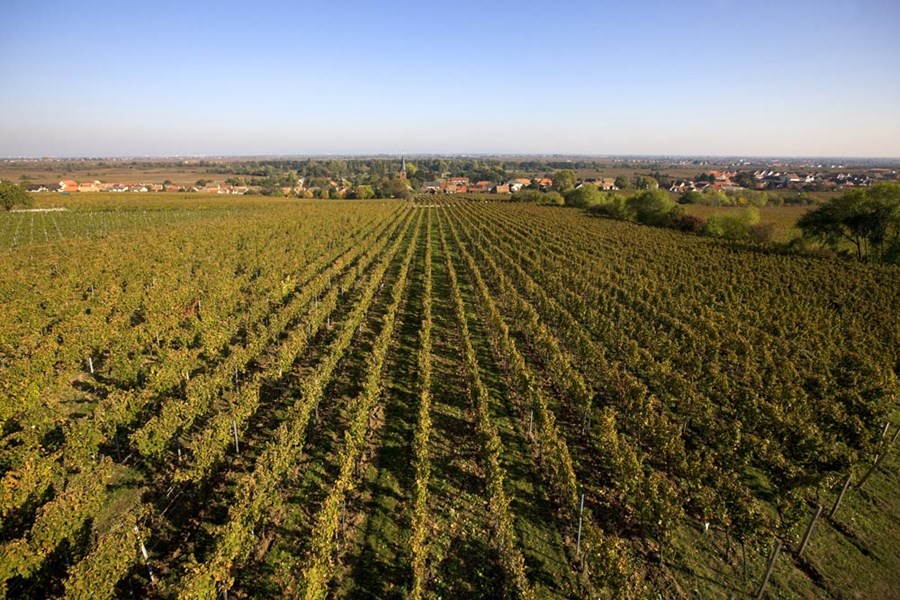 <p>Dr. Burklin-Wolf praktiserer i dag biodynamiske metoder i produksjonen. Det inneb&aelig;rer i praksis en filosofi der det legges opp til minst mulig grad av intervenerende inngrep underveis i prosessen fra knoppskyting frem til tapping p&aring; flaske. I vitikulturen brukes det for eksempel n&oslash;ye utvalgte kloner fra egne vinmarker og organisk gj&oslash;dsel. Kunstige spr&oslash;ytemidler anvendes ikke. Det pl&oslash;yes med hest i vinmarkene for &aring; lufte jorden for &aring; legge til rette for h&oslash;yest mulig baktriell aktivitet i den &oslash;vre delen av jordlaget, men ogs&aring; for &aring; kutte rotforbindelsene mellom vinstokkene slik at r&oslash;ttene utvikler dype rotsystemer, noe som igjen sikrer et stabilt n&aelig;ringsopptak uavhengig av &aring;rgangsvariasjoner. Disse inngrepene iverksettes for at hver enkelt vin skal f&aring; et mest mulig distinkt og individuelt s&aelig;rpreg.&nbsp;</p>