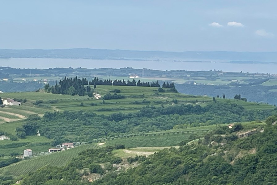 <p>Det var Giovanni Allegrini som f&oslash;rst startet med tapping av vin fra familiens eiendommer. P&aring; 1960-tallet markerte han seg, som den femte generasjonen Allegrini, med en n&oslash;kkelrolle i renessansen for Valpolicella-regionen. Med innf&oslash;ring av innovative og banebrytende metoder innen b&aring;de dyrking og vinmaking, behersket Giovanni kunsten &aring; produsere fremragende viner. Etter hans bortgang i 1983, overtok hans tre barn, Franco, Marilisa og Walter, stafettpinnen. I dag er det Francos barn, Francesco, Giovanni og Matteo, som sammen med deres kusine Silvia, b&aelig;rer Allegrinis lidenskap videre.</p>