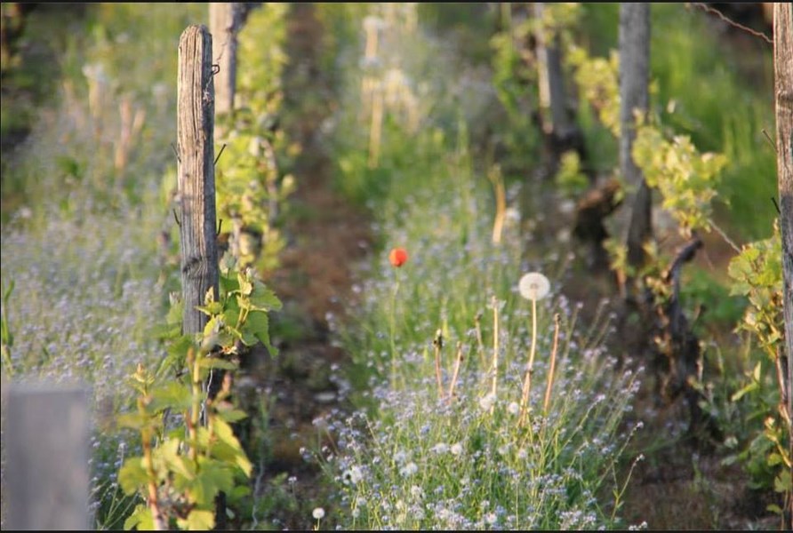 <p>&laquo;Largillier&raquo; er 3,4 hektar i st&oslash;rrelse og er utelukkende beplantet med pinot noir. De eldste plantene kommer fra 1972 og 1976, mens resten stammer fra 1986, 1993 og 1994. Det pl&oslash;yes mellom vinstokkene for &aring; tvinge r&oslash;ttene dypere ned i jorden, og de lar gress og urter gro mellom plantene for &aring; &oslash;ke biodiversiteten og bidra til &oslash;kt konkurranse om n&aelig;ring for vinplanten. Slikt blir det ivrige og gode planter av.</p>
<p>Coessens har gjort mye grundig forskning p&aring; sitt jordsmonn, som kan oppsummeres som en kombinasjon av kimmeridgekalk og leire, noe navnet &laquo;Largillier&raquo; henviser til. Dette er eksakt samme jordsmonn som i grand cru-vinmarkene i Chablis. De har definert fire ulike sektorer i vinmarken, noen rike p&aring; kalk, noen med dypere leire, og disse er navngitt for deres singul&aelig;re smaksprofil; &laquo;Mineral&raquo;, &laquo;Fruity&raquo;, &laquo;Flowery&raquo; og &laquo;Substance&raquo;.</p>