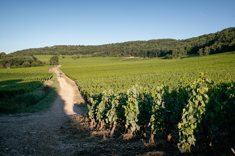 <p>Benjamin vokste opp i Beaune og befant seg naturlig omgitt av vinstokker - til tross for at han kom fra en familie som ikke produserte vin. Hans nysgjerrighet f&oslash;rte ham til Lyc&eacute;e Viticole i en alder av 15, til sin bestemors store fortvilelse. Med mindre man kom fra en vinproduserende familie ble tekniske skoler sett p&aring; som det siste alternativet n&aring;r annet hadde mislyktes. Selv om Leroux var ganske flink i andre fag p&aring; skolen tenkte han kun p&aring; vin. For &aring; tilfresdstille b&aring;de hans og familiens &oslash;nsker valgte han et generelt landbruksstudie, med mulighet for fordypning i vitikultur og &oslash;nologi. Innerst inne var det ingen tvil om hvor studiene ville lede ham.</p>
<p>I l&oslash;pet av de tre &aring;rene f&oslash;r sin baccalaur&eacute;at (bachelor grad) l&aelig;rte Benjamin det meste som var &aring; l&aelig;re om beskj&aelig;ring og innh&oslash;sting via sine deltidsjobber rundt om i Burgund. Som 15-&aring;ring fikk han sin f&oslash;rste praksisplass hos Comte Armand, under Pascal Marchand, og det var nok en av de viktigste for ham. Tidlig p&aring; 1990-tallet var det et f&aring;tall vinmakere som diskuterte biodynamisk landbruk og svovelreduksjon - Marchand var &eacute;n av de som gjorde det. Jean-Claude Rateau, Emmanuel Giboulot og Yvon Contat kan ogs&aring; nevnes. <em>"Dette var en gruppe mennesker som startet &aring; tenke at man kanskje kunne gj&oslash;re ting annerledes."</em> Sier Leroux i et intervju. Med inspirasjon fra denne gruppens autodidaktisme, kombinert med nysgjerrighet og lidenskap for b&aelig;rekraftig landbruk, var dette kanskje de mest formative &aring;rene av Benjamin's spirende karriere.</p>
<p>Hans andre praksisplass var hos ITV, et statlig organ som forsket p&aring; alle slags saker knyttet til vindyrking og vinproduksjon. De unders&oslash;kte p&aring; den tiden bivirkninger ved bruk av kjemikalier hos ving&aring;rdene. Benjamin hadde b&aring;de empiriske og vitenskapelige synspunkter fra start. Til tross for sin unge alder valgte han &aring; avslutte begge praksisplassene, med en inderlig overbevisning om at &oslash;kologisk og biodynamisk landbruk var m&aring;ten &aring; f&aring; til positive endringer i Burgund.&nbsp;&nbsp;</p>
<p>Interessen for Pinot Noir og Chardonnay f&oslash;rte ham deretter til Domaine Drouhin i Oregon i 1994. Han kom tilbake til Burgund og avsluttet sin &oslash;nologigrad i Dijon, hvor han overraskende var den eneste regionale innf&oslash;dte i eksamensklassen. Uten vinstokker til&oslash;rende familiens navn, ble Benjamin's appetitt p&aring; reiser umettelig.</p>
<p>P&aring; universitetet ble han fortalt at hans eneste mulighet var &aring; gjennomf&oslash;re sin neste praksis i Burgund. Ben tok saken i egne hender og ba l&aelig;reren sin underskrive et dokument p&aring; en veldig travel dag - et som tillot ham &aring; f&aring; praksisplass hos Cos d&rsquo;Estournel i Bordeaux. Det var f&oslash;rste gang i livet han var borte fra Pinot Noir og Chardonnay og tilskriver d&rsquo;Estournel's sterke innvirking p&aring; hans kunnskap om blending. Samme &aring;r jobbet Benjamin en ekstra vin-h&oslash;st sammen med Jean-Yves Devevey i Burgund, som var fantastisk, og han klarte &aring; overbevise en offiser om &aring; la ham unnslippe sin obligatoriske ett&aring;rige milit&aelig;re plikt. Videre dro Leroux til den s&oslash;rlige halvkule for &aring; lage Sauvignon Blanc p&aring; en industriell ving&aring;rd i New Zeland. Dette ga ikke mersmak og Benjamin sier: <em>"&Aring; lage Sauvignon Blanc l&aelig;rte meg at jeg aldri igjen kommer til &aring; lage Sauvignon Blanc!"</em></p>
<p>To uker f&oslash;r avreise til New Zeland ble Benjamin tilbudt en stilling hos Louis Jadot, et tilbud som ble liggende p&aring; bordet frem til han var tilbake. Benjamin takket ja til stillingen, men inns&aring; fort at han ikke &oslash;nsket &aring; jobbe for et vineri av den st&oslash;rrelsen. Rundt den samme tiden &oslash;nsket Pascal Marchand &aring; gj&oslash;re en endring, og snakket om &aring; avtre sin stilling hos Comte Armand. Benjamin var f&oslash;rstevalget som hans etterf&oslash;lger. Som 24-&aring;ring, i 1999, startet han hos Comte Armand.&nbsp;</p>
<p>Noen &aring;r senere mottok Benjamin et fristende tilbud fra Anne-Claude Leflaive, men han hadde ogs&aring; lekt med tanken om &aring; starte sin egen n&eacute;goce. Inspirasjonen kom fra det lille n&eacute;goce-prosjektet han hadde startet for Comte Armand i 2001 med kj&oslash;pte druer fra Auxey-Duresses og Meursault, det var da Benjamin inns&aring; at han fortsatt kunne lage seri&oslash;s vin uten &aring; dyrke sin egen frukt. Pierre Morey, som var teknisk direkt&oslash;r hos Leflaive p&aring; den tiden, st&oslash;ttet valget av Leroux som hans etterf&oslash;lger, men r&aring;det ham til &aring; beholde litt frihet. Ideen om et sideprosjekt passet ikke for Leflaive, men oppfordret ham til &aring; dr&oslash;fte ideen med Comte Armand. <em>"Jeg sa, dette er situasjonen: Jeg har et smigrende forslag, jeg ber ikke om l&oslash;nns&oslash;kning for &aring; bli, men jeg ber om frihet til &aring; starte min egen etikett"</em> gjenforteller han. Og akkurat slik, i 2007, skjedde det.</p>
<p>Leroux og forretningspartneren, som han hadde m&oslash;tt via Jasper Morris i England, diskuterte kj&oslash;p av vinmarker, men f&oslash;rsteprioritet var &aring; g&aring; til anskaffelse av sitt eget vineri. De fant etter hvert et gammelt vineri, bygget i 1848, som tildligere tilh&oslash;rte Jaboulet-Vercherre. Vineriet var overveldende stort, gammelt og trengte mye arbeid. Tanken var &aring; leie ut deler av lokalet til andre vinmakere. F&oslash;rste leietaker ble Dominique Lafon, som trengte et sted for sin egen n&eacute;goce. Videre ble det leid ut til blant annet Nicolas Potel og Nicolas Rossignol, som ble der til og med 2016 &aring;rgangen. Da hadde Leroux's produksjon vokst seg stor nok, og han trengte ikke lenger romkamerater.</p>
<p>Bejanmin's f&oslash;rste kj&oslash;p av vinmark var 0,16 hektar Batard-Montrachet i 2009. I 2013 kj&oslash;pte han 3,5 hektar p&aring; tvers av forskjellige steder i Meursault, og &oslash;kte sakte behodningen gjennom p&aring;f&oslash;lgende kj&oslash;p eller leieavtaler opp til de 8 hektarene han har i dag.</p>