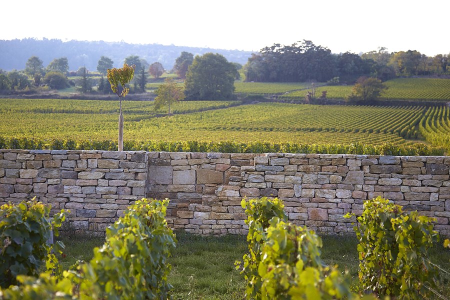 <p>Leroux har jobbet &oslash;kologisk og biodynamisk fra begynnelsen, det tok ham flere &aring;r &aring; s&oslash;ke om &oslash;kologisk sertifisering, som kom i 2016. N&aring;r det gjelder biodynamikk, sier Benjamin at: <em>"det er en filosofi, ikke en teknikk. Det jeg liker mest med det er effekten det har p&aring; hele teamet. Det l&aelig;rer dem &aring; observere, ikke bare planten, men det som omgir den - &aring; tenke p&aring; hele milj&oslash;et og ikke lete etter den enkleste m&aring;ten &aring; gj&oslash;re noe p&aring;. Det er menneskelig natur. Vi har alle en tendens til &aring; lete etter den enkleste veien ut. Men noen ganger handler det ikke om oss, det handler om vinstokker eller jord - du m&aring; ta beslutninger, ikke bare tenke p&aring; deg selv."</em> Han planlegger imidlertid ikke &aring; oppn&aring; en biodynamisk sertifisering. <em>"Hvis det blir behandlet som en oppskrift, fungerer det ikke, og sertifiseringen er litt av en oppskrift"</em>.</p>