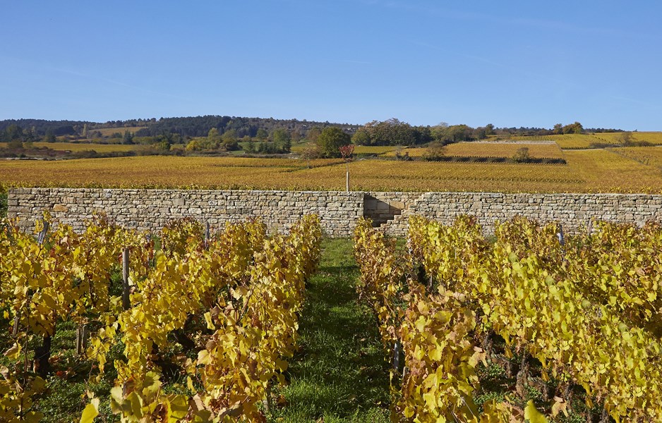 <p>Leroux har jobbet &oslash;kologisk og biodynamisk fra begynnelsen, det tok ham flere &aring;r &aring; s&oslash;ke om &oslash;kologisk sertifisering, som kom i 2016. N&aring;r det gjelder biodynamikk, sier Benjamin at: <em>"det er en filosofi, ikke en teknikk. Det jeg liker mest med det er effekten det har p&aring; hele teamet. Det l&aelig;rer dem &aring; observere, ikke bare planten, men det som omgir den - &aring; tenke p&aring; hele milj&oslash;et og ikke lete etter den enkleste m&aring;ten &aring; gj&oslash;re noe p&aring;. Det er menneskelig natur. Vi har alle en tendens til &aring; lete etter den enkleste veien ut. Men noen ganger handler det ikke om oss, det handler om vinstokker eller jord - du m&aring; ta beslutninger, ikke bare tenke p&aring; deg selv."</em> Han planlegger imidlertid ikke &aring; oppn&aring; en biodynamisk sertifisering. <em>"Hvis det blir behandlet som en oppskrift, fungerer det ikke, og sertifiseringen er litt av en oppskrift"</em>.</p>