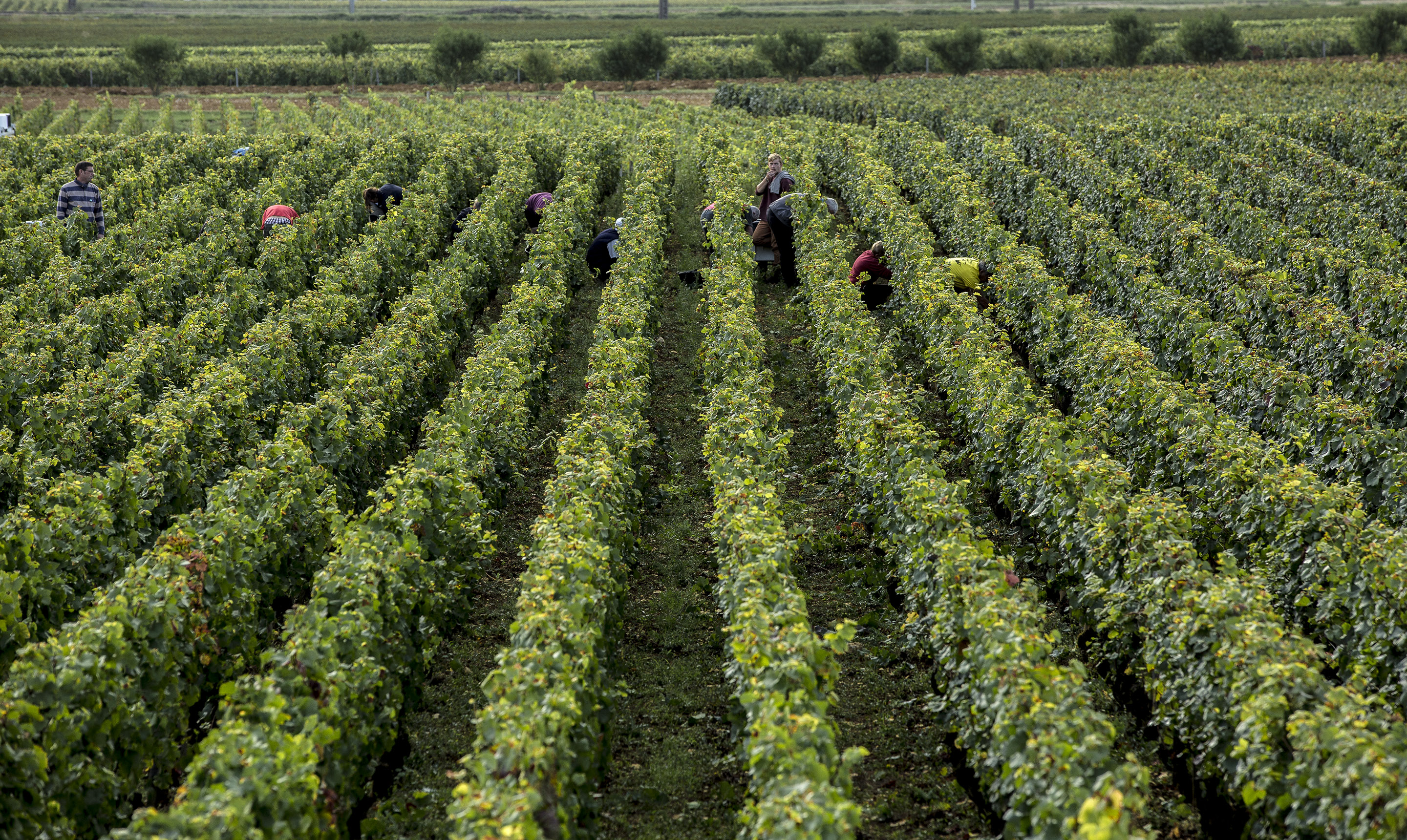 les vignottes.jpg