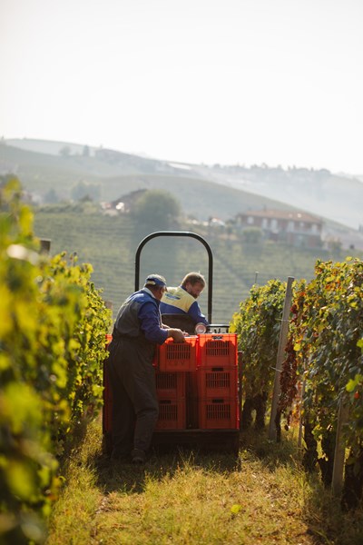 <p>Totalt er Castello di Verduno i besittelse av 10 hektar med vinmark &ndash; 5 hektar med Nebbiolo og Pelaverga i kommunen Verduno i Barolo, og 5 hektar med Nebbiolo, Barbera og Dolcetto i Barbaresco.</p>
<p>Verduno er med sine 99 hektar en liten og relativt ukjent kommune, som tidligere har v&aelig;rt mest kjent for den lokale druesorten Pelaverga. &nbsp;Det lette, sandholdige jordsmonnet som finnes her er godt tilpasset Pelaverga, men i nyere tid har Nebbiolo fra kommunens 12 MGA-vinmarker f&aring;tt mer oppmerksomhet, og spesielt gjelder dette den sydvendte, amfiteaterlignende vinmarken Monvigliero. Jordsmonnet her kalles Marne di Sant-Agata og best&aring;r av leire og sand med h&oslash;yt innhold av kalkstein. Castello di Verduno lager ogs&aring; vin fra Massara, som er en cru med tilsvarende jordsmonn som ligger like s&oslash;r for Monvigliero. Eiendommens kommunevin kommer fra tre vinmarker; Boscatto, Campasso og Rodasco.</p>
<p>Vinmarkene i Barbaresco kommer fra Franco Bianco sin familie og er sentrert rundt den ber&oslash;mte cru-en Rabaj&agrave;. Det lages en ren Rabaj&agrave;, samt en kommunevin fra Faset, Rabaj&agrave; og Rabaj&agrave;-Bas. Det er ogs&aring; plantet Barbera i Faset, som benyttes til Barbera d&rsquo;Alba Bricco del Cuculo.</p>
<p>Vinmarksarbeidet er &oslash;kologisk.</p>